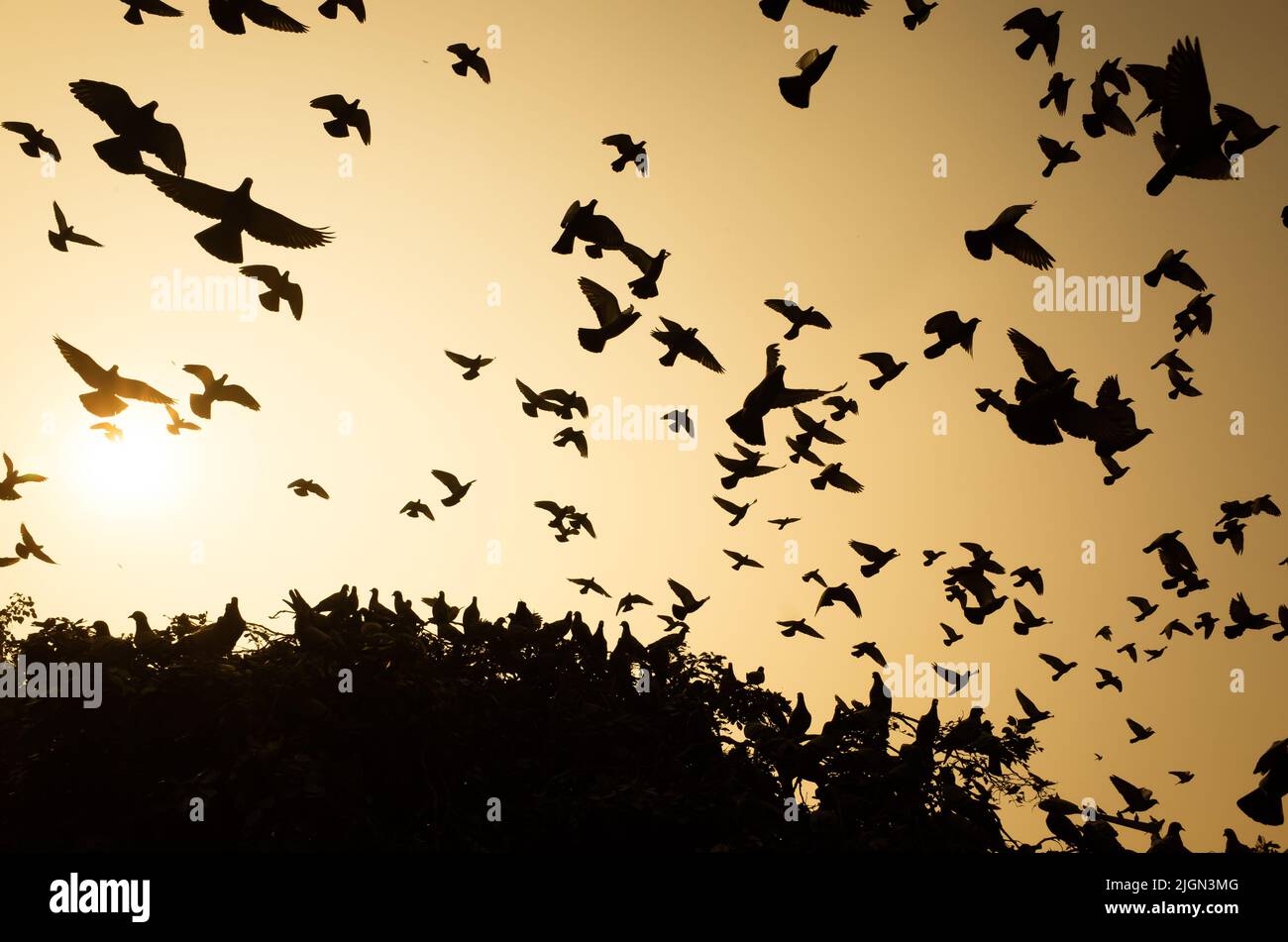 les ailes sur l'ombre font un grand motif Banque D'Images