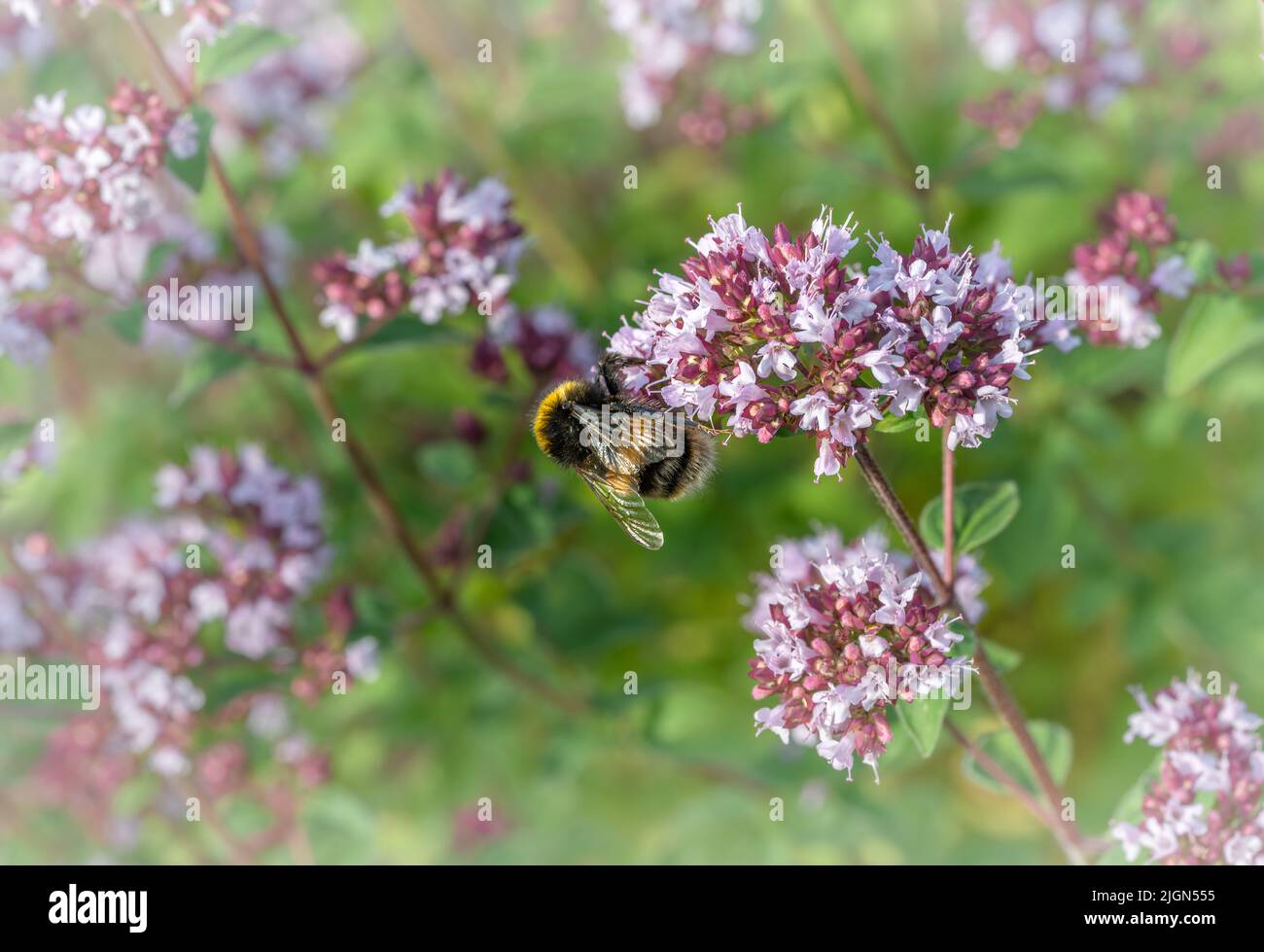 Abeille sur une fleur d'herbe dans un jardin côtier, Suffolk, royaume-uni Banque D'Images