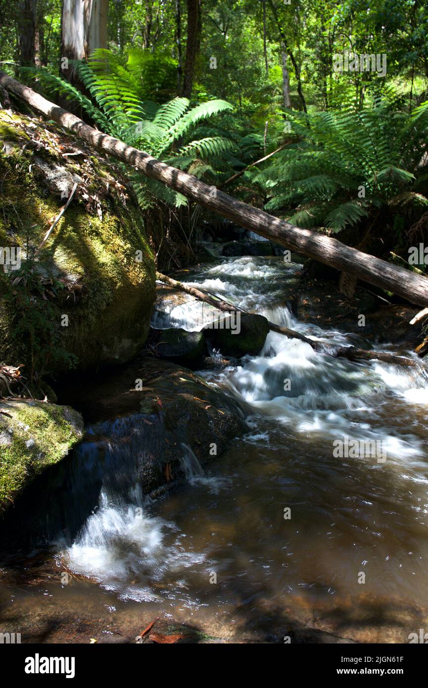 La rivière Toorongo est une rivière sauvage de montagne qui traverse les forêts et traverse des cascades, près de Noojee dans le Gippsland, Victoria, Australie. Banque D'Images