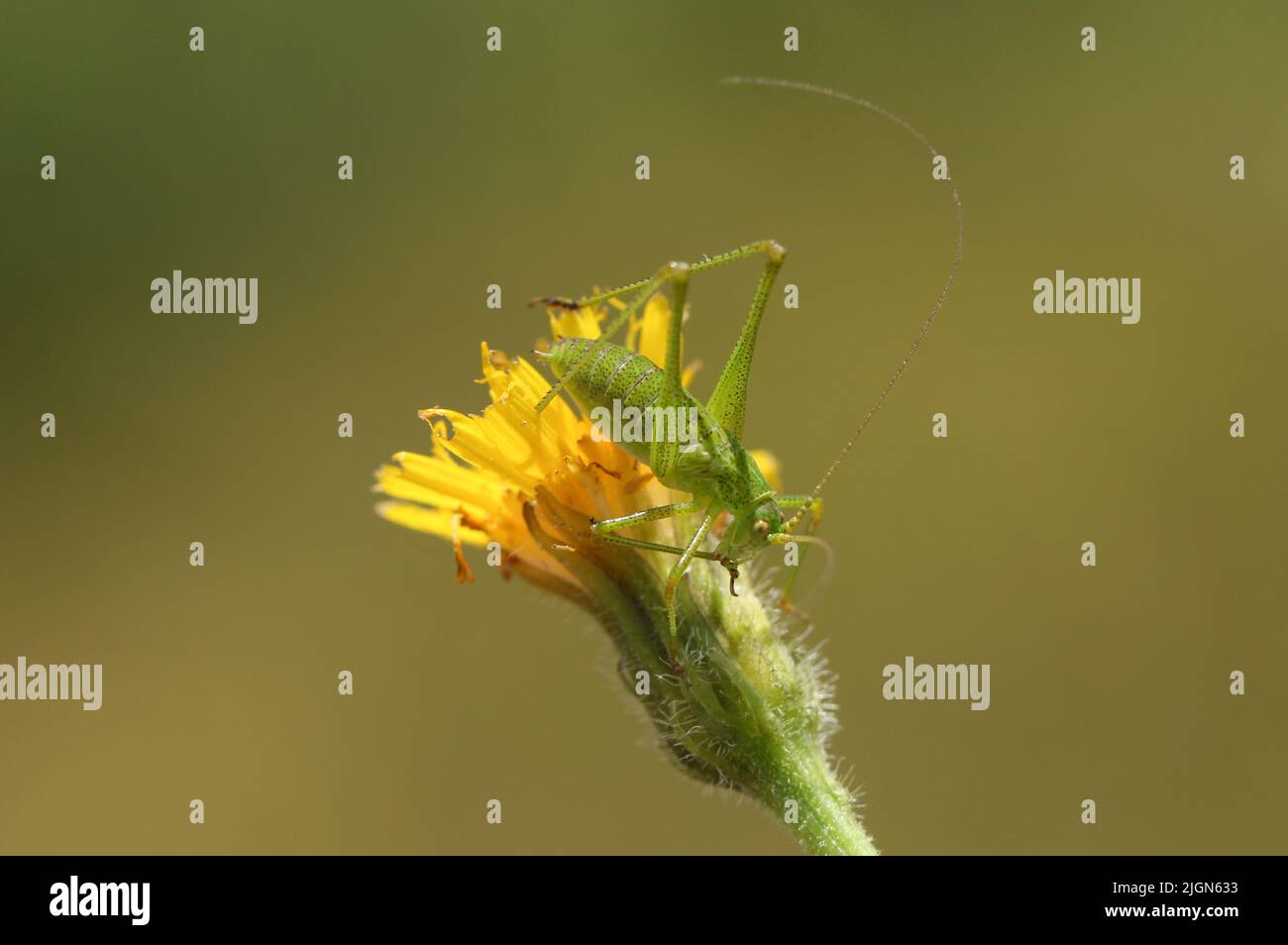 Une rare nymphe de Bush-cricket à faucille, Phaneroptera falcata, reposant sur une fleur sauvage sur une pente de craie orientée sud. Banque D'Images