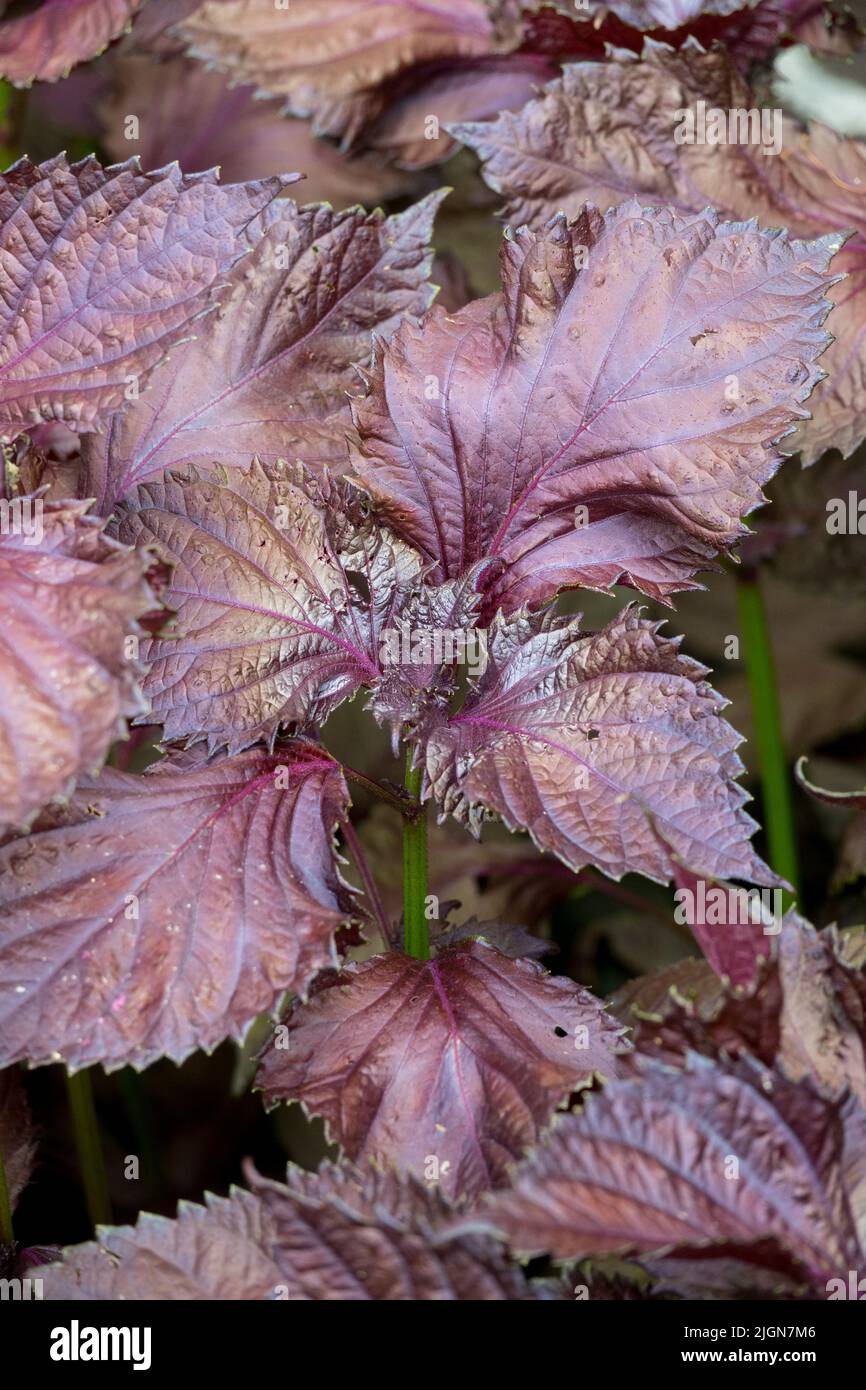 Feuilles violettes, comestibles, plantes, Perilla Shiso Perilla frutescens Banque D'Images