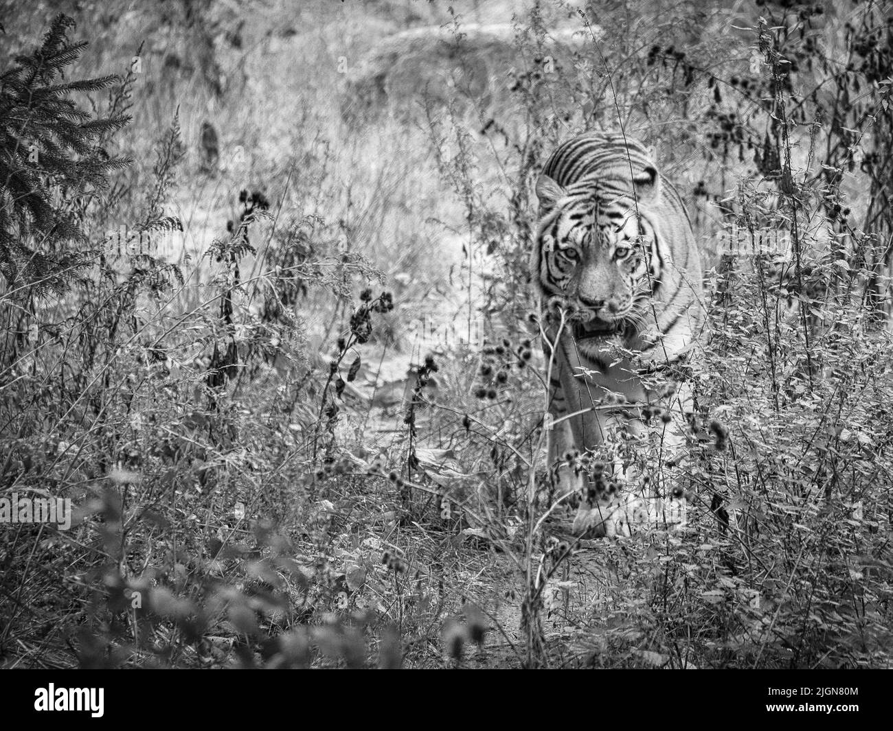 Tigre de Sibérie en blanc noir. Grand chat élégant. Prédateur en voie de disparition. Fourrure blanche, noire, à rayures orange. Photo d'animal de mammifère Banque D'Images