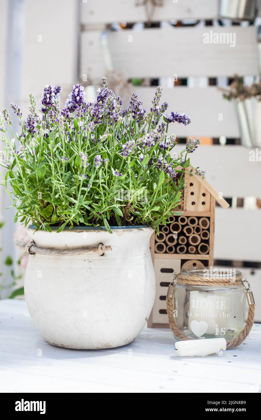 lavande fleurie dans une casserole en céramique, un hôtel d'insectes en bois et un lamion en verre - décoration de balcon Banque D'Images