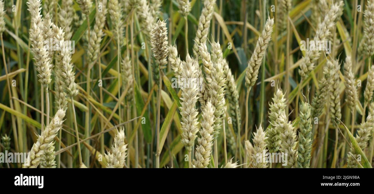 Champ de grain mûr et lumineux. Blé jaune contre le ciel bleu. Bannière de la période de récolte. Gros plan de l'oreille de blé, seigle, orge, mil. Agriculture Banque D'Images
