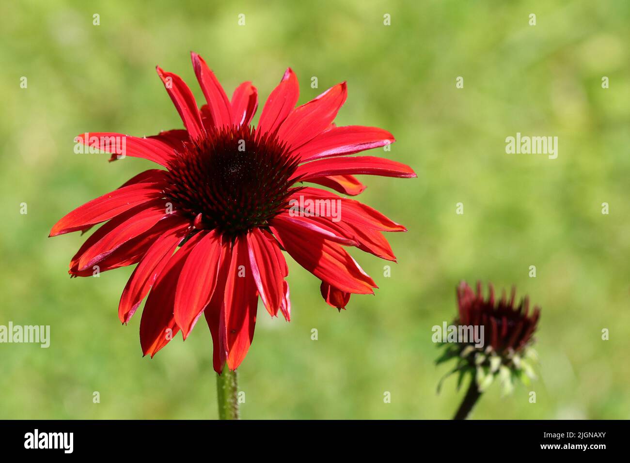 gros plan d'un beau rouge d'échinacea purpurea ensoleillé, espace de copie Banque D'Images