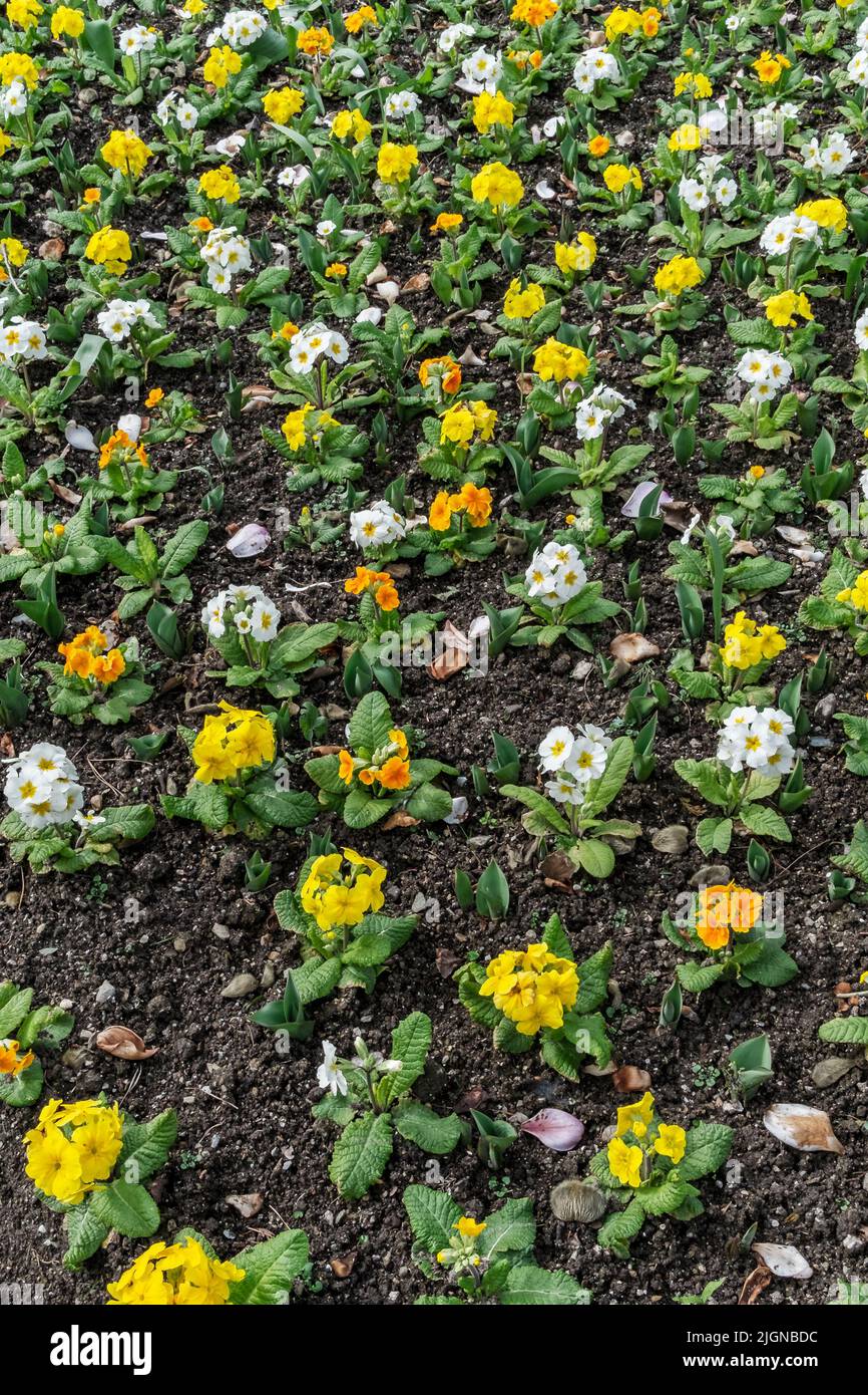 Un lit de fleurs planté de Primules mixtes. Banque D'Images