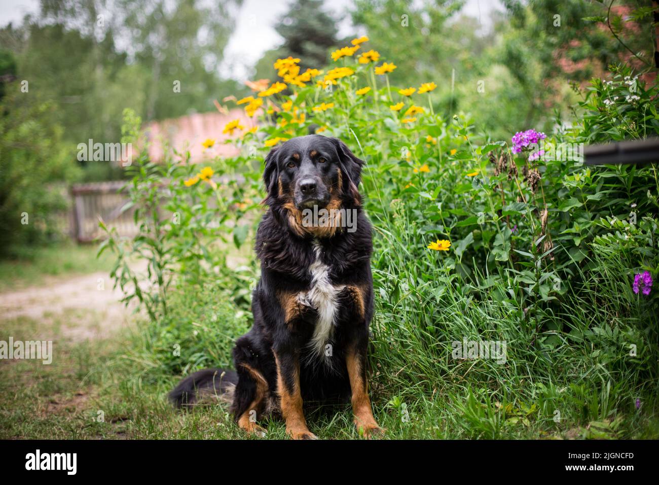 Chien de ferme noir et brun clair (crossrace de chien de montagne bernois) Banque D'Images