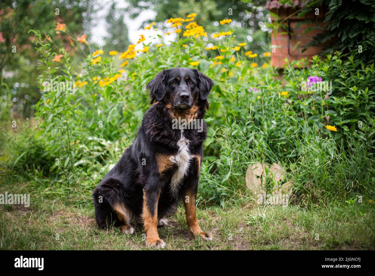 Chien de ferme noir et brun clair (crossrace de chien de montagne bernois) Banque D'Images