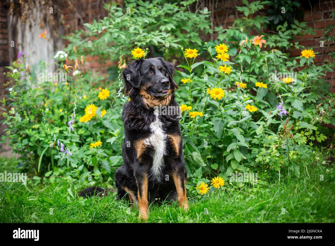 Chien de ferme noir et brun clair (crossrace de chien de montagne bernois) Banque D'Images