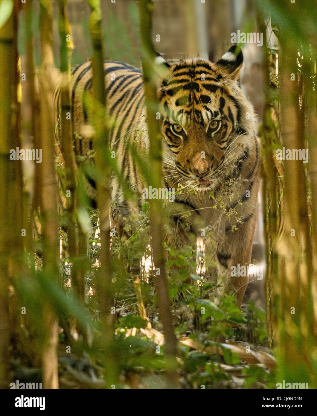 Tigre de Sumatran (Panthera tigris sumatrae), espèce de tigre rare qui habite l'île indonésienne de Sumatra Banque D'Images