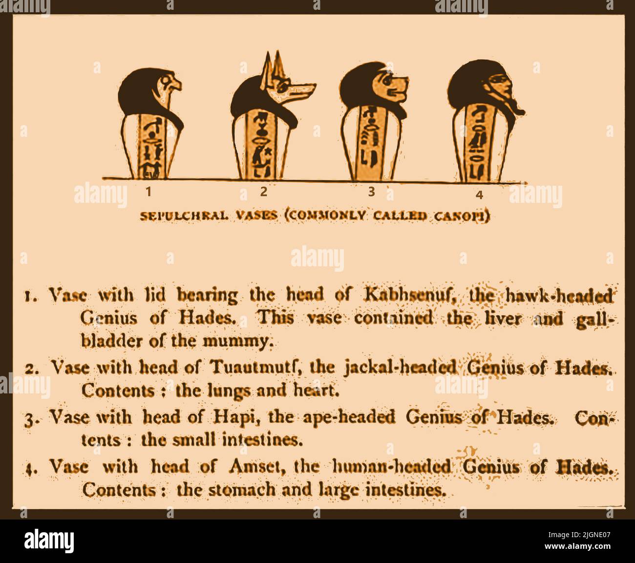 Une illustration de 19th siècles expliquant le symbolisme des couvercles des pots canopes égyptiens (vases sépulchraux), c'est-à-dire faucon, jackal, singe, humain Banque D'Images