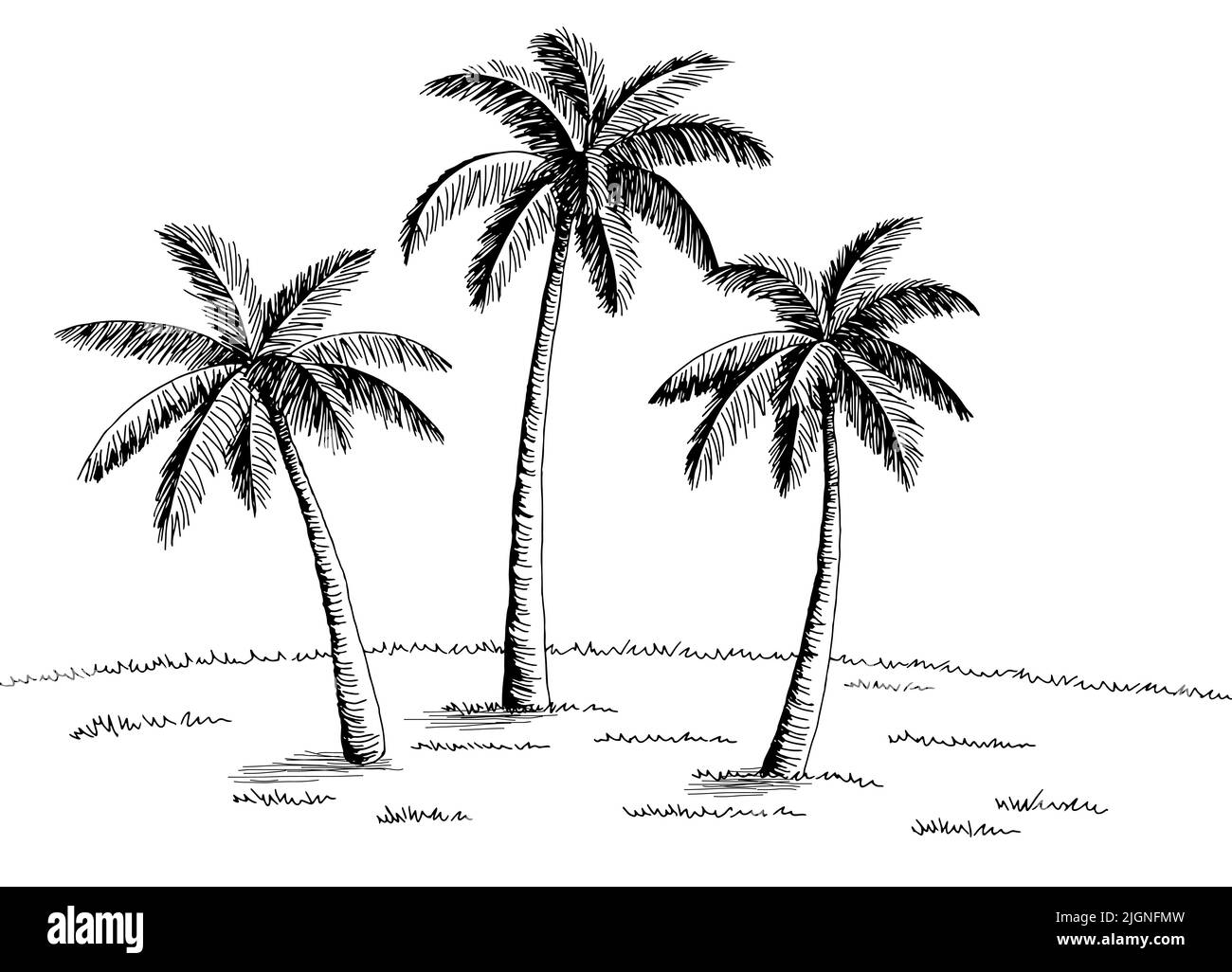 Palm grove plantation graphique noir blanc paysage dessin illustration vecteur Illustration de Vecteur