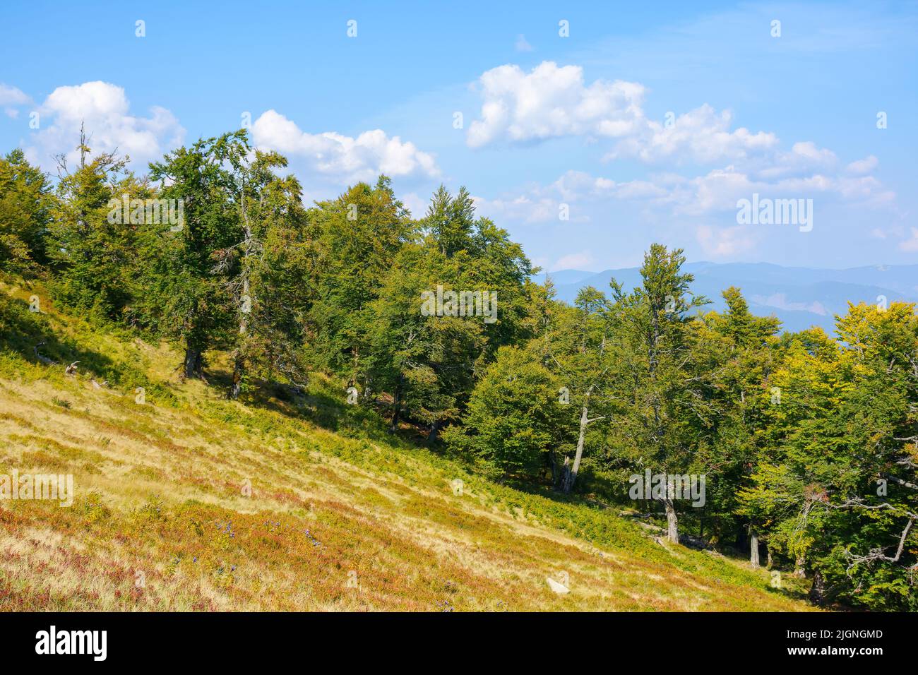 paysage de montagne de carpates au début de l'automne. belle vue sur la crête de svydovets. hêtres sur la colline. nuages de cumulus sur le ciel. d Banque D'Images