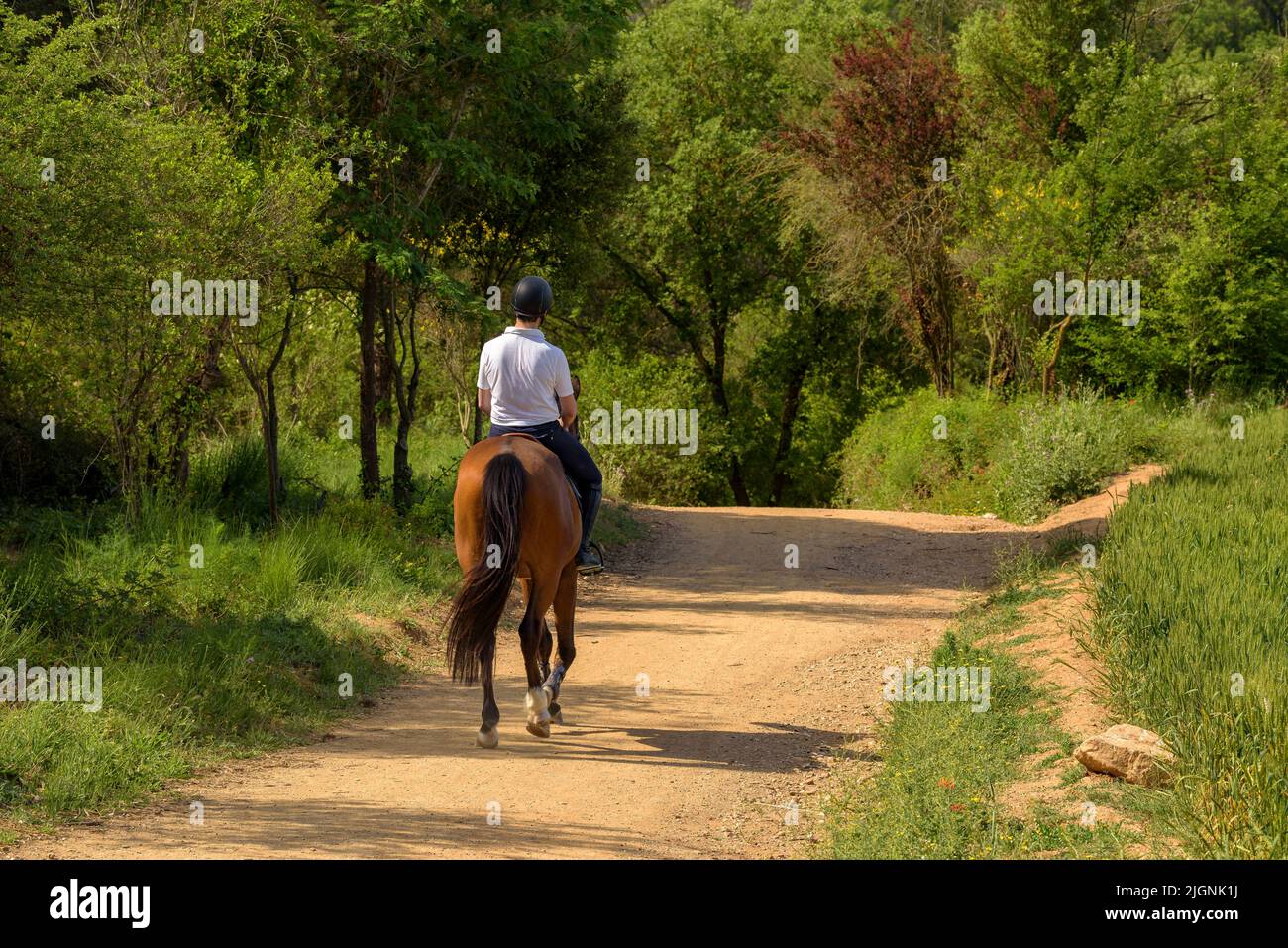 Un cavalier sur un chemin dans le Parc naturel de Collserola (Sant Cugat del Vallès, Barcelone, Catalogne, Espagne) ESP: Un jinete a caballo en un camino Banque D'Images