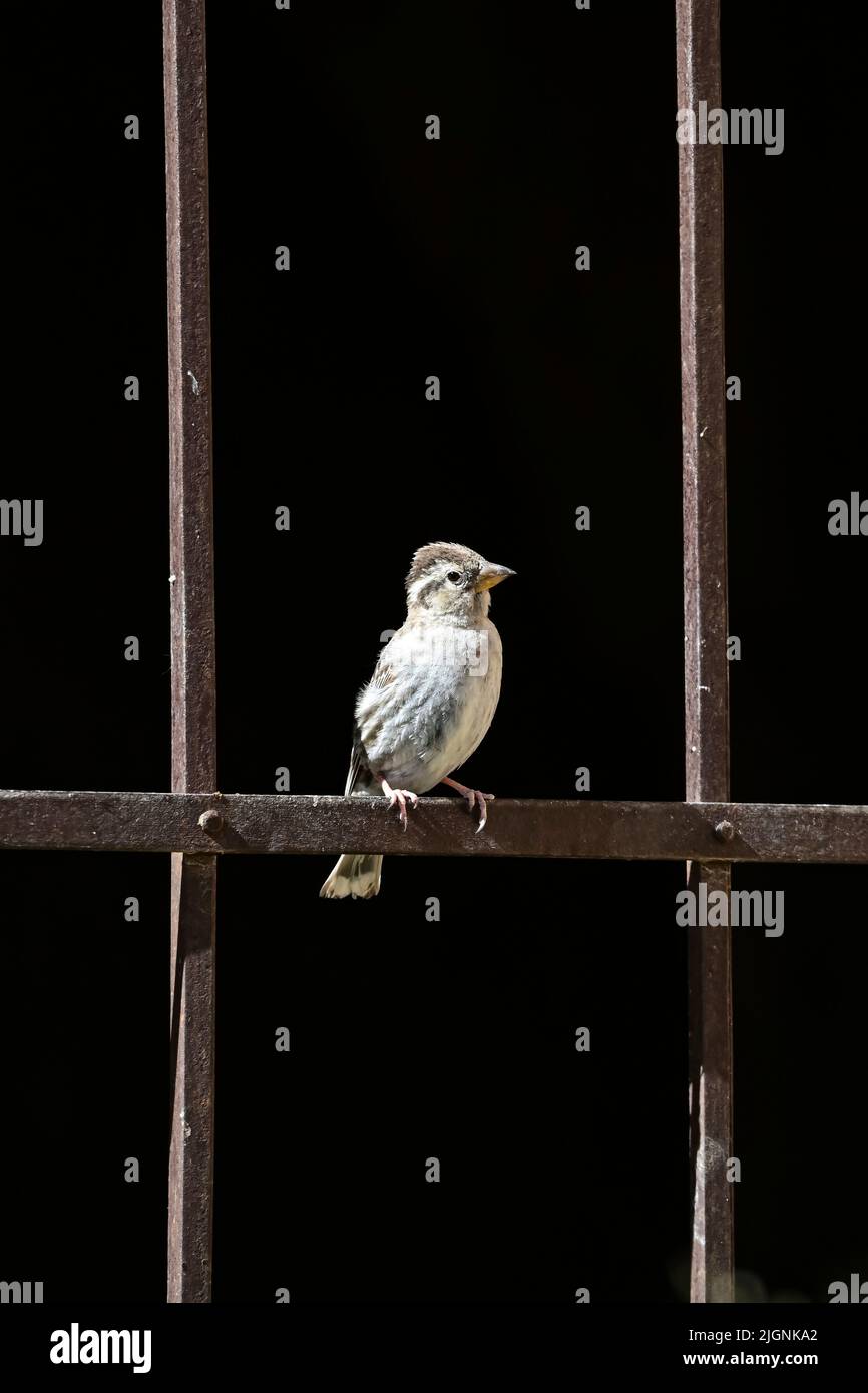 Le passereau hispaniolensis - le moineau mauresque est une espèce d'oiseau de passereau de la famille des Passeridae. Banque D'Images