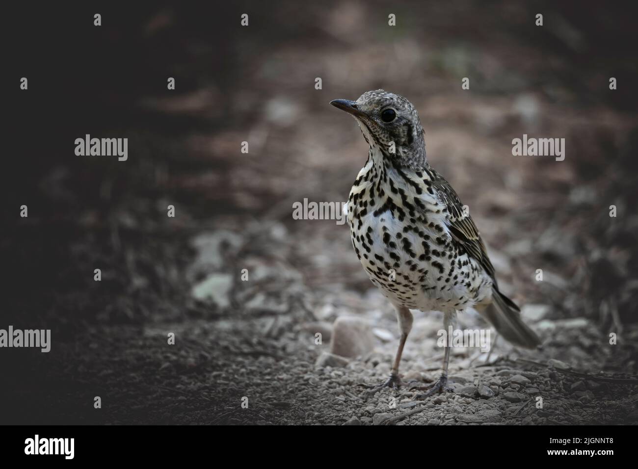 Charlo muguet ou Turdus visciphorus, oiseau de l'ordre des Passériformes. Banque D'Images