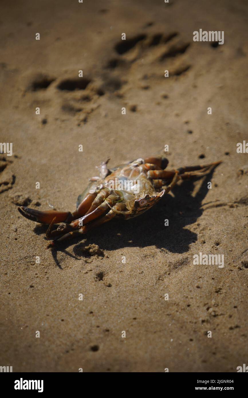 crabe mort sur la plage de sable à l'envers. Banque D'Images