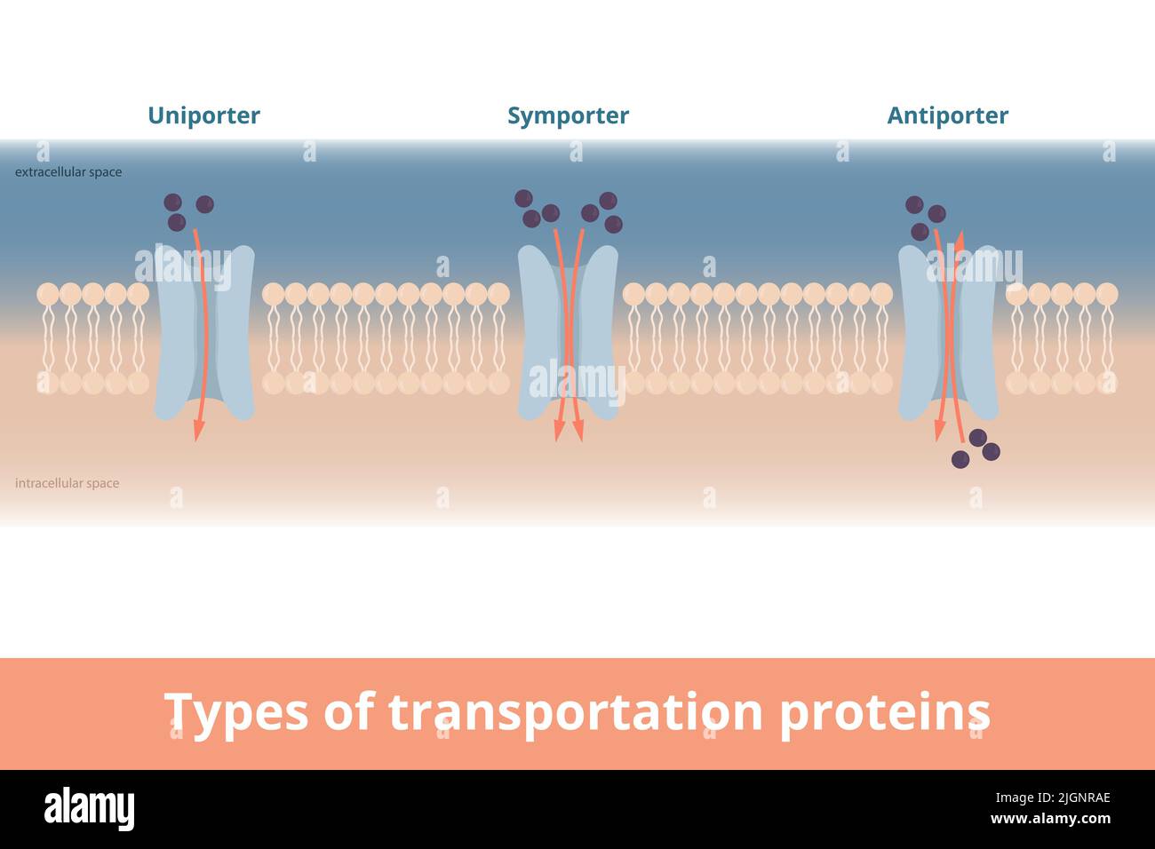 Types de protéines de transport de membranes cellulaires. Visualisation d'un porteur (une molécule, une direction), d'un porteur, d'un antiporteur Illustration de Vecteur