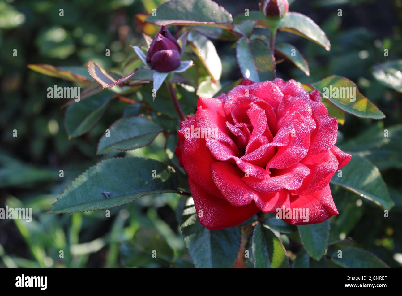 La rosée du matin s'abaisse sur une rose rouge Banque D'Images