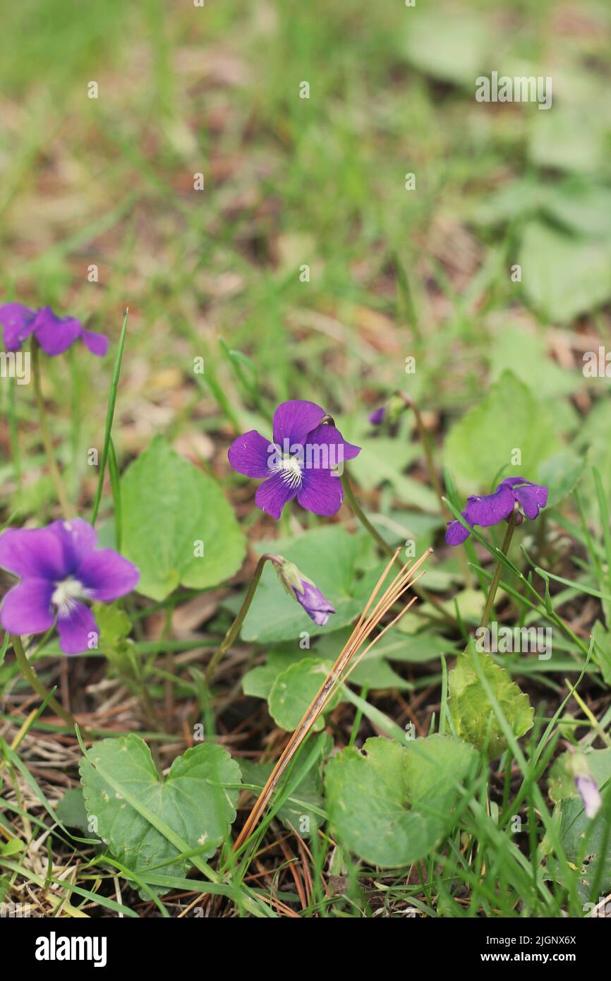 Belle fleur violette pourpre poussant dans les herbes. Banque D'Images