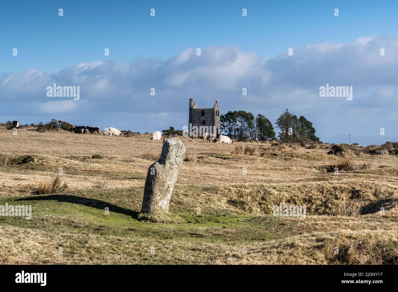 Bétail broutant parmi les pierres sur pied fin néolithique début âge de bronze les Hurlers sur Craddock Moor sur le robuste Bodmin Moor dans Cornwall Royaume-Uni. Banque D'Images