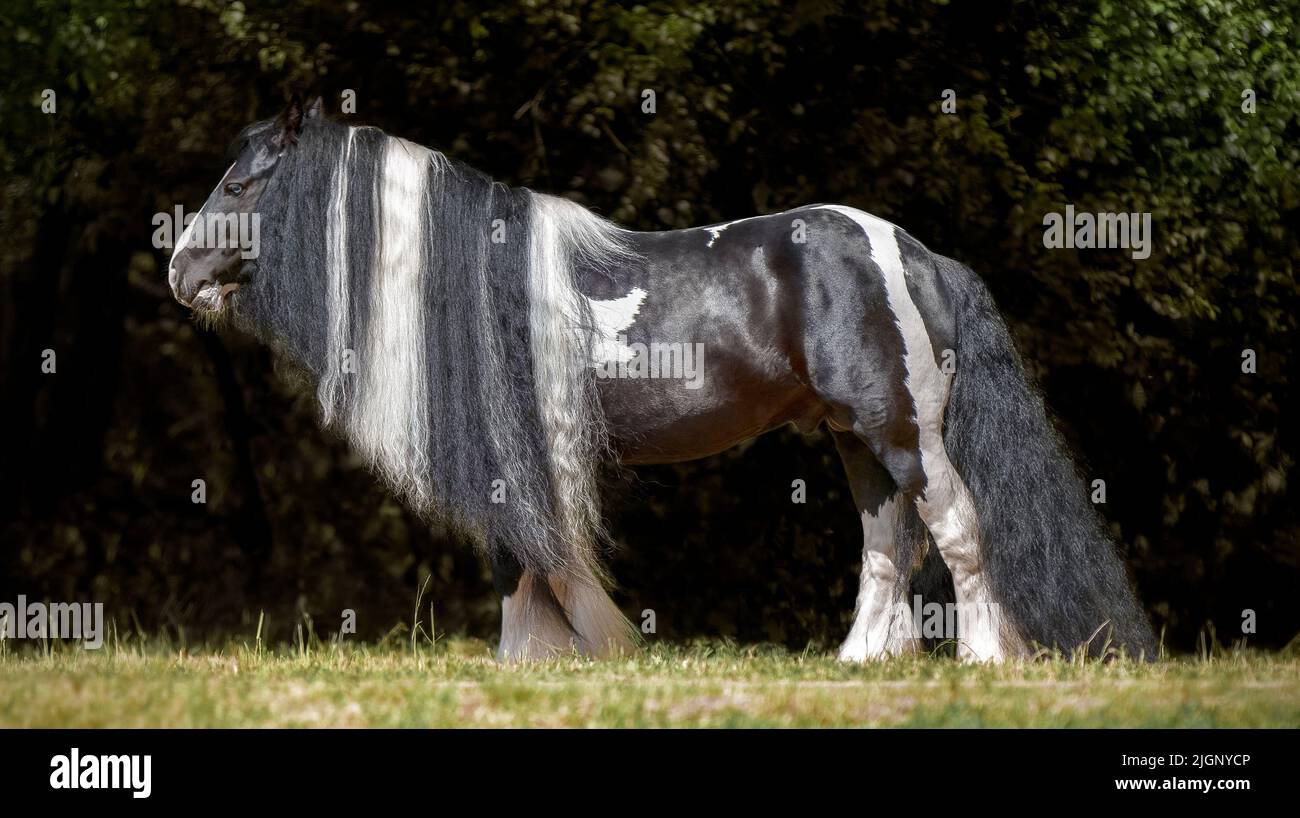 Magnifique cheval Tinker avec une belle manie. Pur-sang Skewbald harnais de cheval gitan. Lumière d'été. Sports équestres Banque D'Images