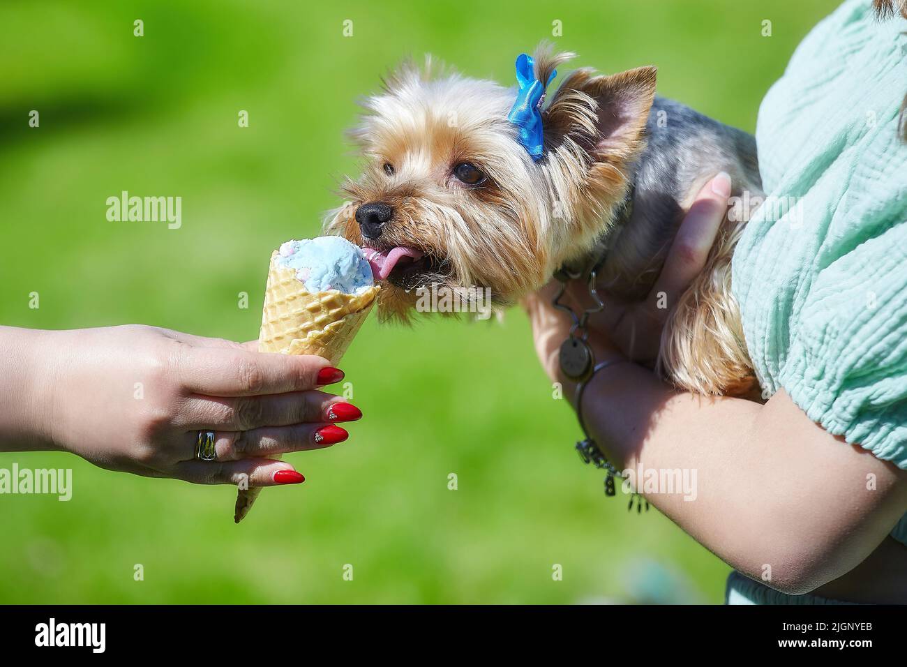 Mignonne crème glacée Yorkshire terrier licks en été. Banque D'Images