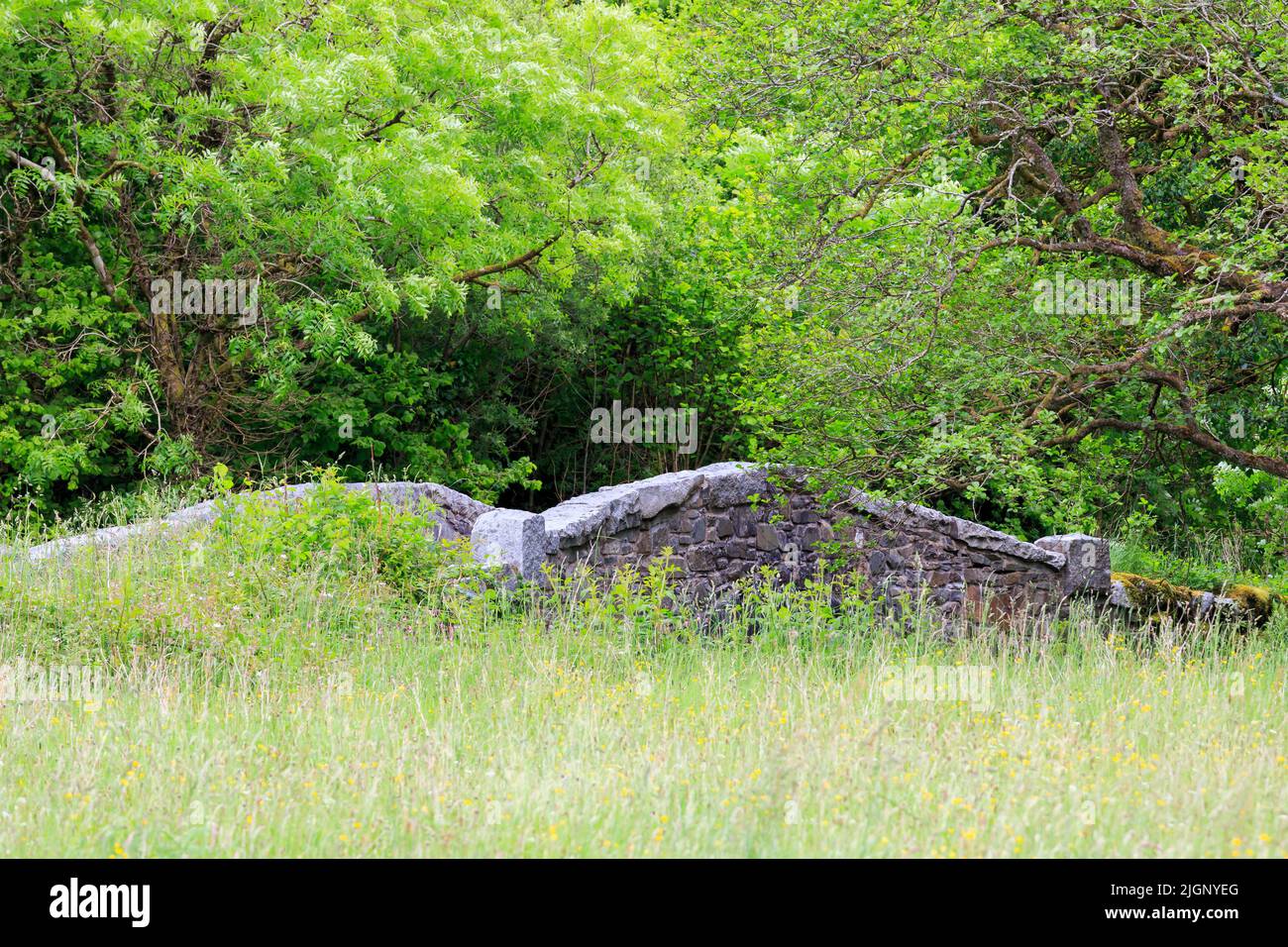 Mur en pierre d'un petit pont partiellement caché par l'herbe, les fleurs sauvages et les arbres dans la forêt de l'Écosse crie Banque D'Images