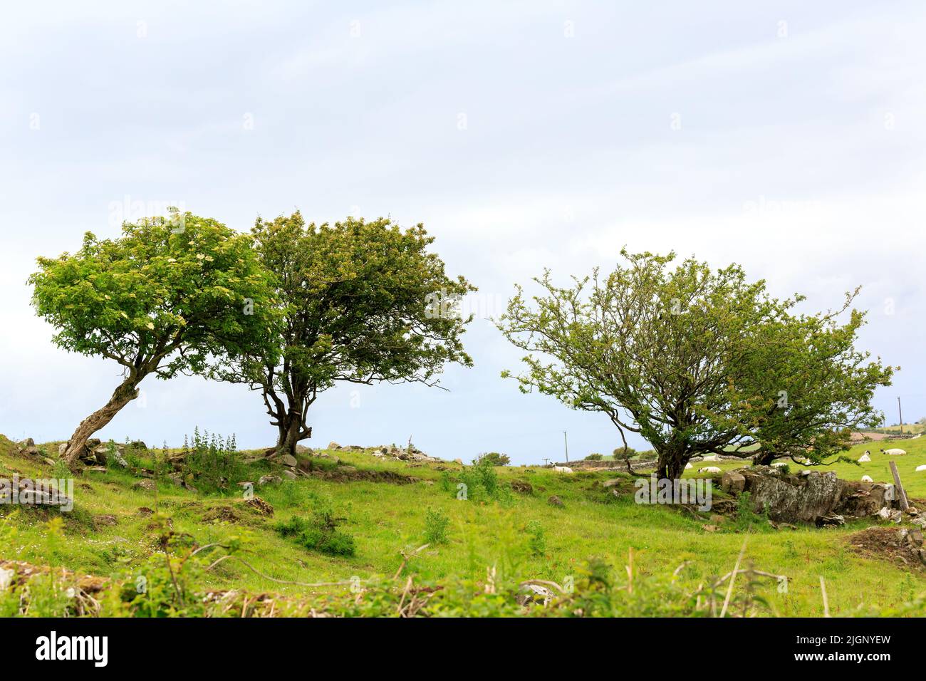 Buissons plus anciens et bellicistes sur un sol rocheux élevé en Écosse Banque D'Images