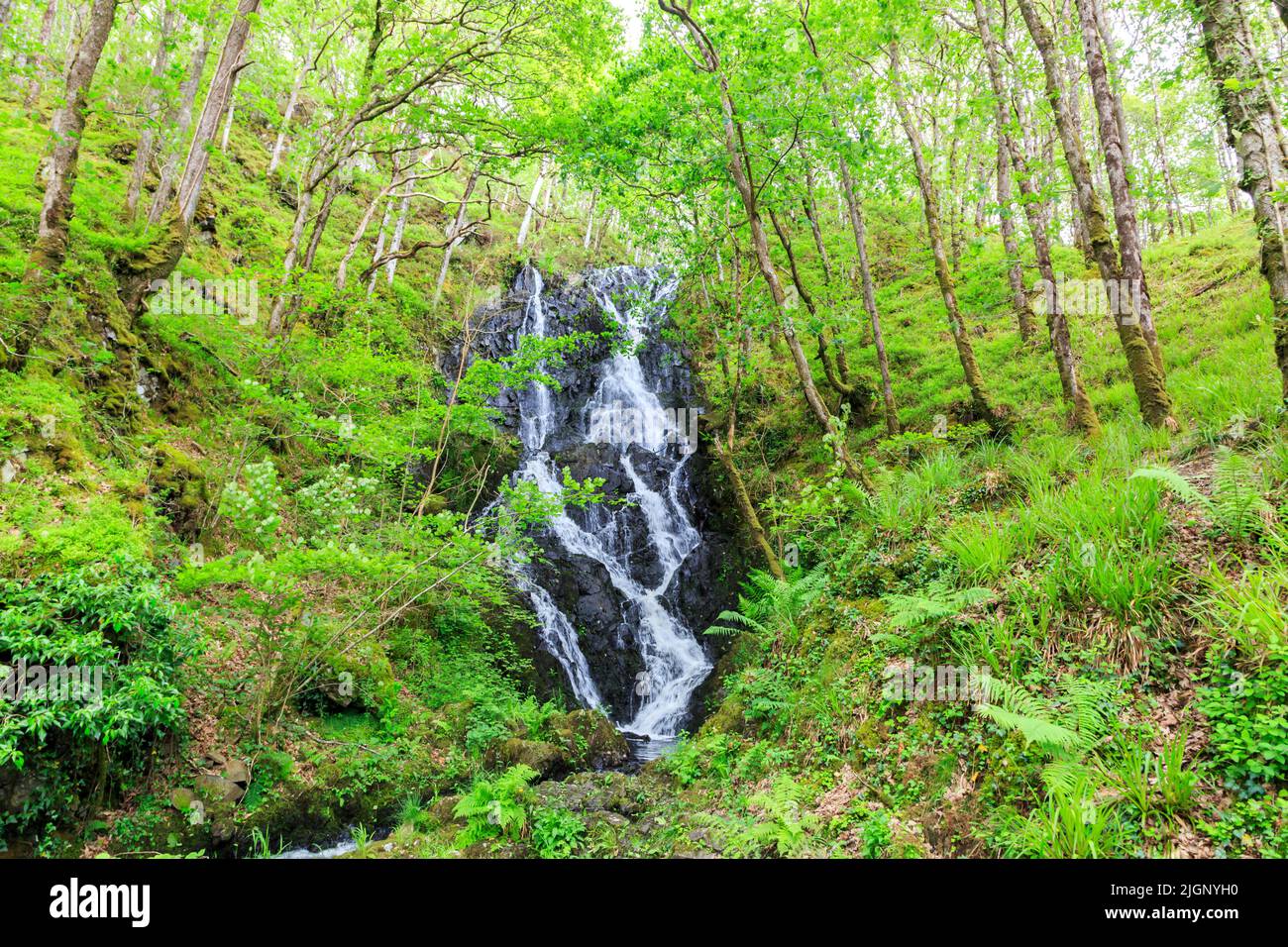 Une des nombreuses chutes d'eau se trouve dans le Bois de l'Écosse crie Banque D'Images