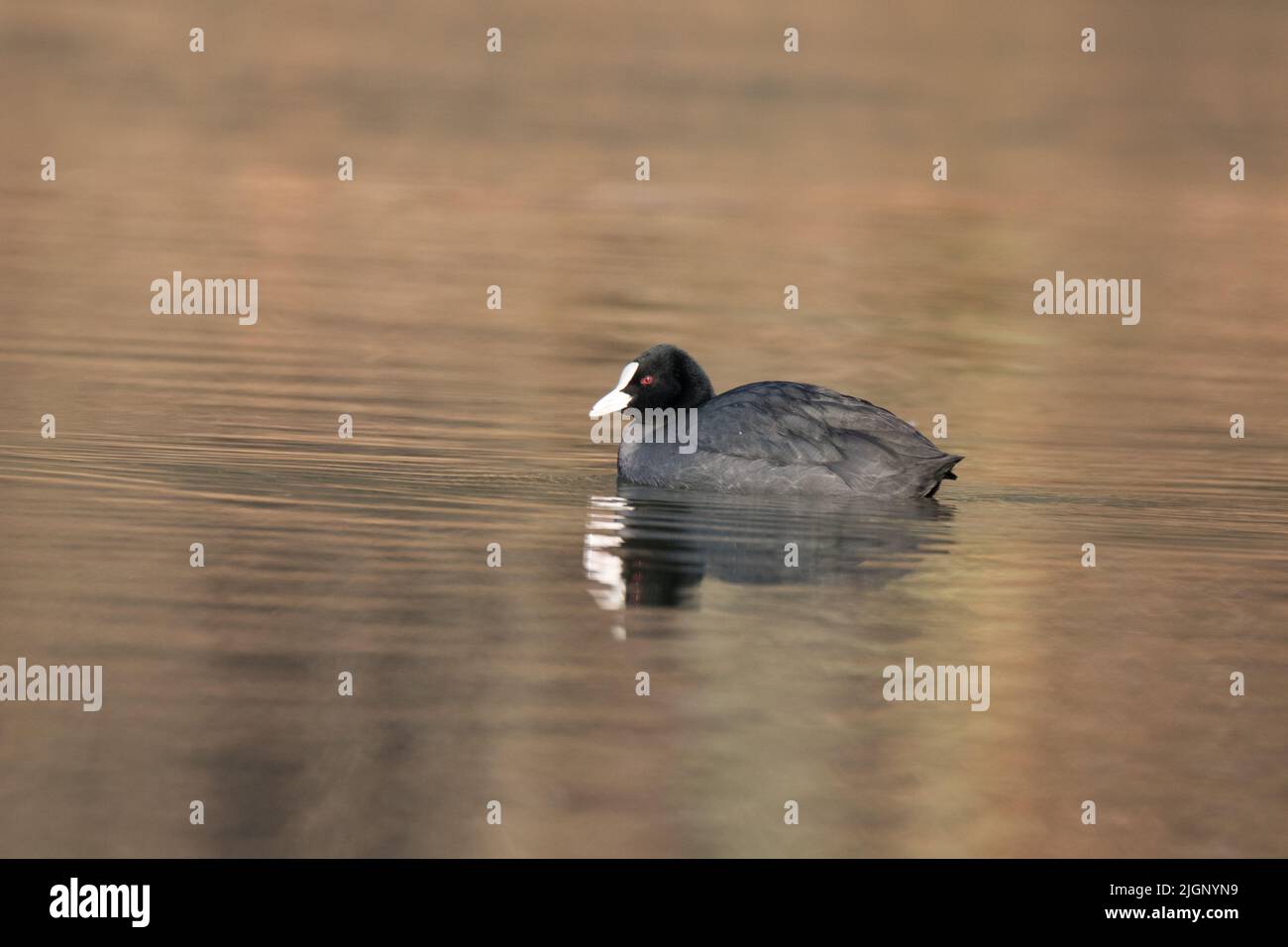 Craot naque sur un lac Banque D'Images