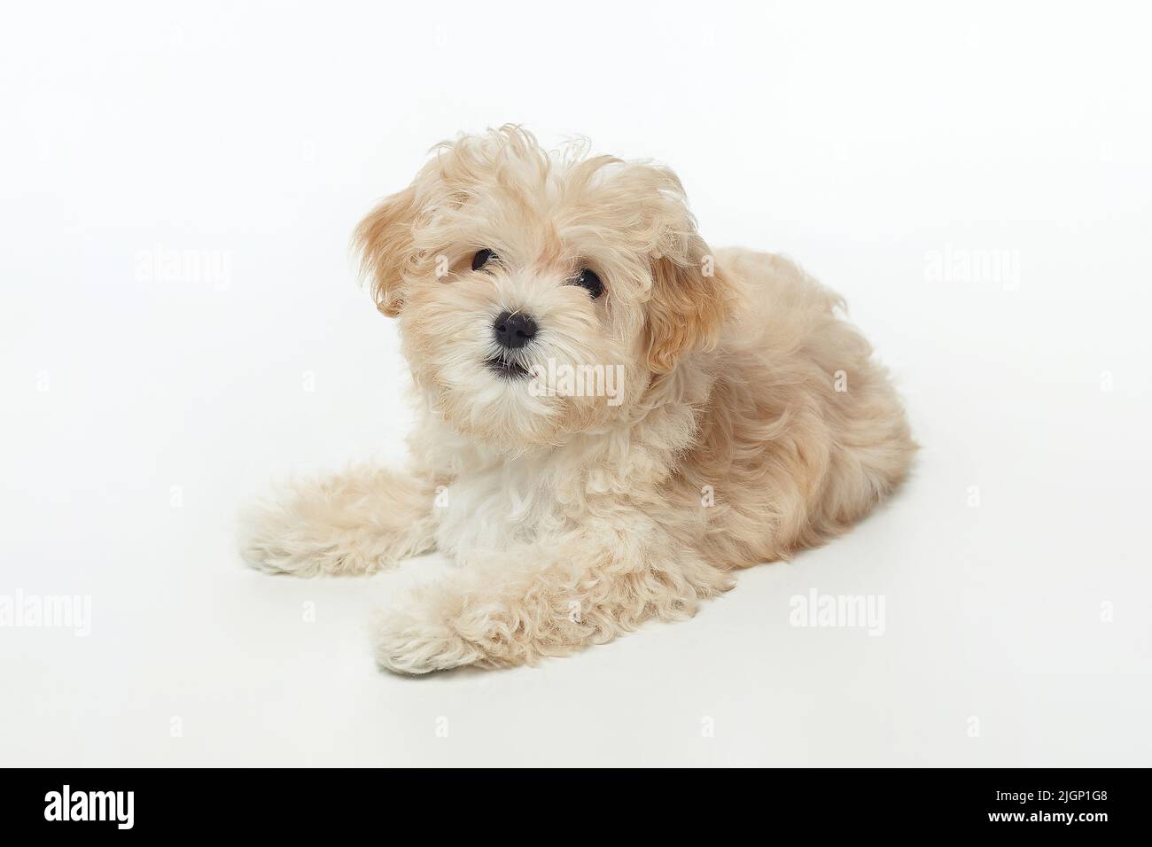 jeune chiot maltipu shaggy dans le studio sur un fond blanc. Banque D'Images