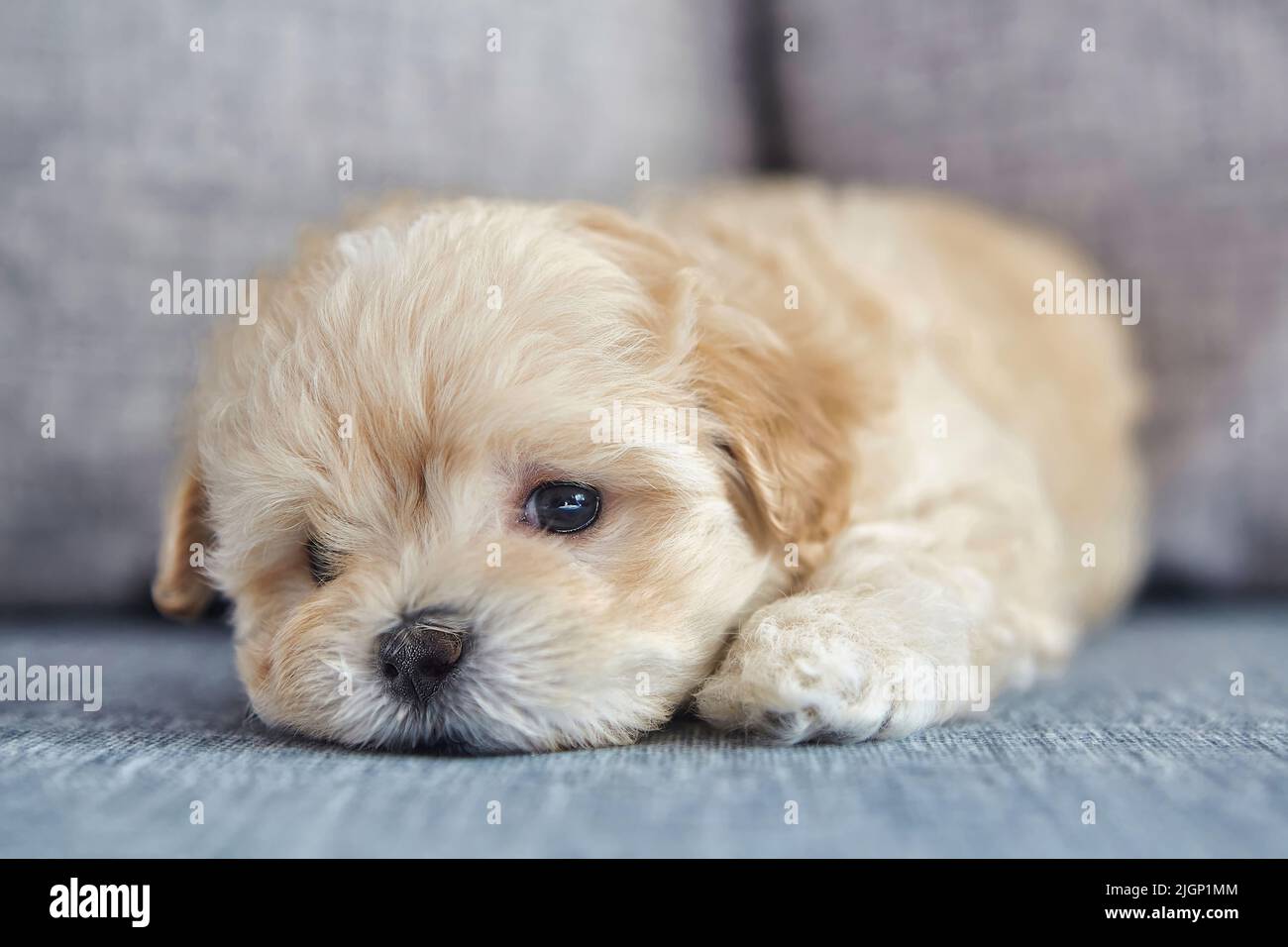 brunir le mastipoo du chiot. photo d'un chien couché en gros plan. Banque D'Images