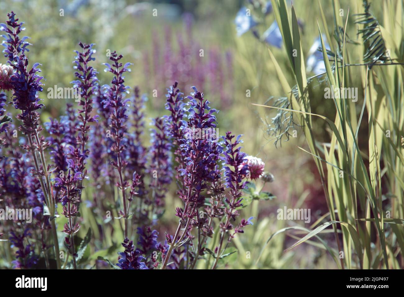 Sauge. Salvia nemorosa. Fleurs violettes de la myes des Balkans. Plante herbacée médicinale de sauge des bois ou de sauge sauvage Banque D'Images