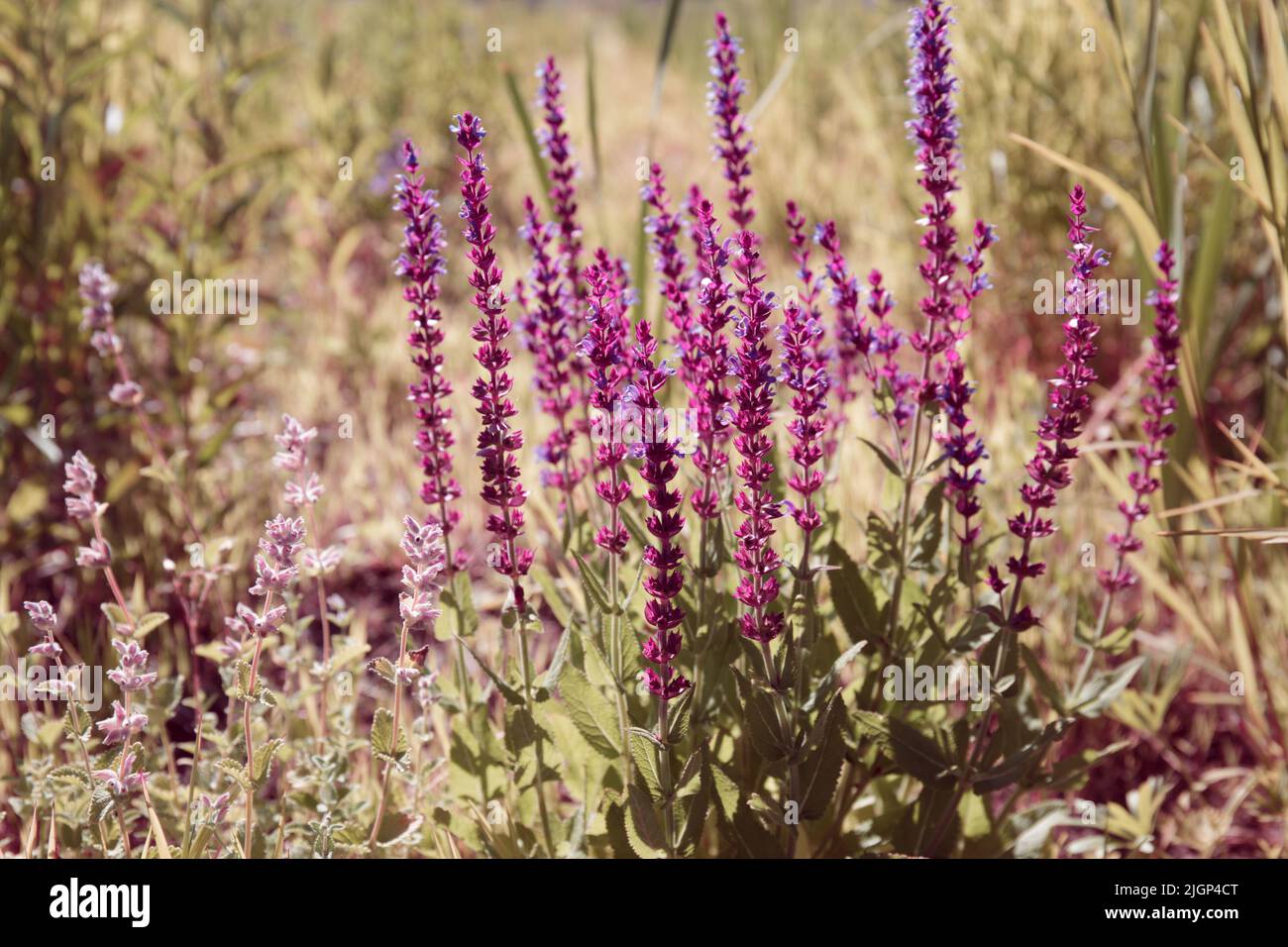 Salvia nemorosa. Fleurs violettes de la myes des Balkans. Sauge. Plante herbacée médicinale de sauge des bois ou de sauge sauvage Banque D'Images