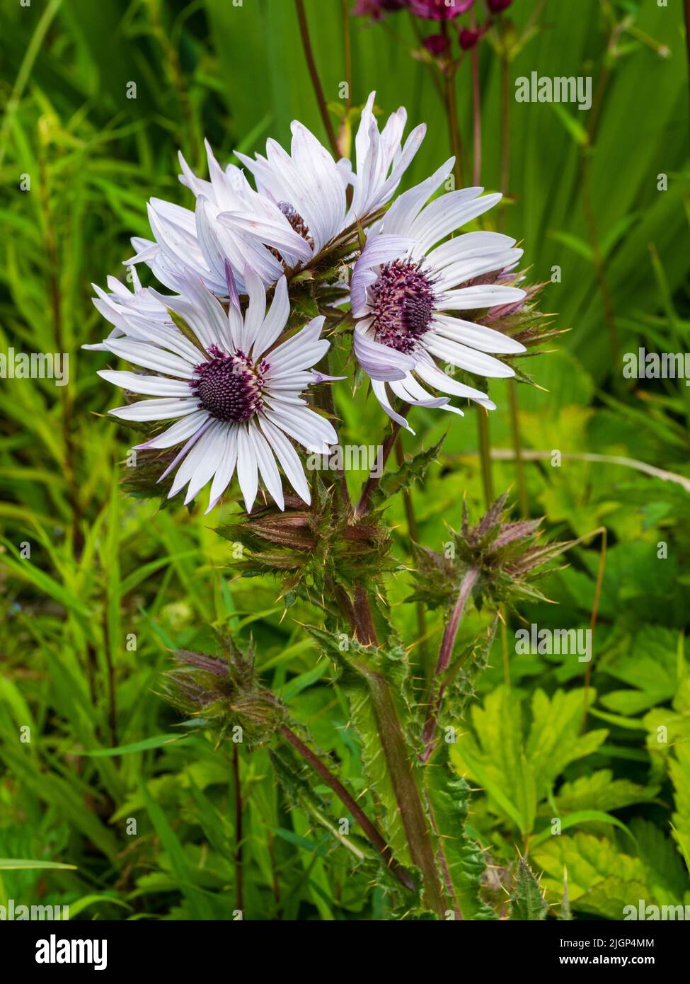 Fleurs blanches-bleues centrées en violet du chardon vivace sud-africain, Berkheya purpurea Banque D'Images