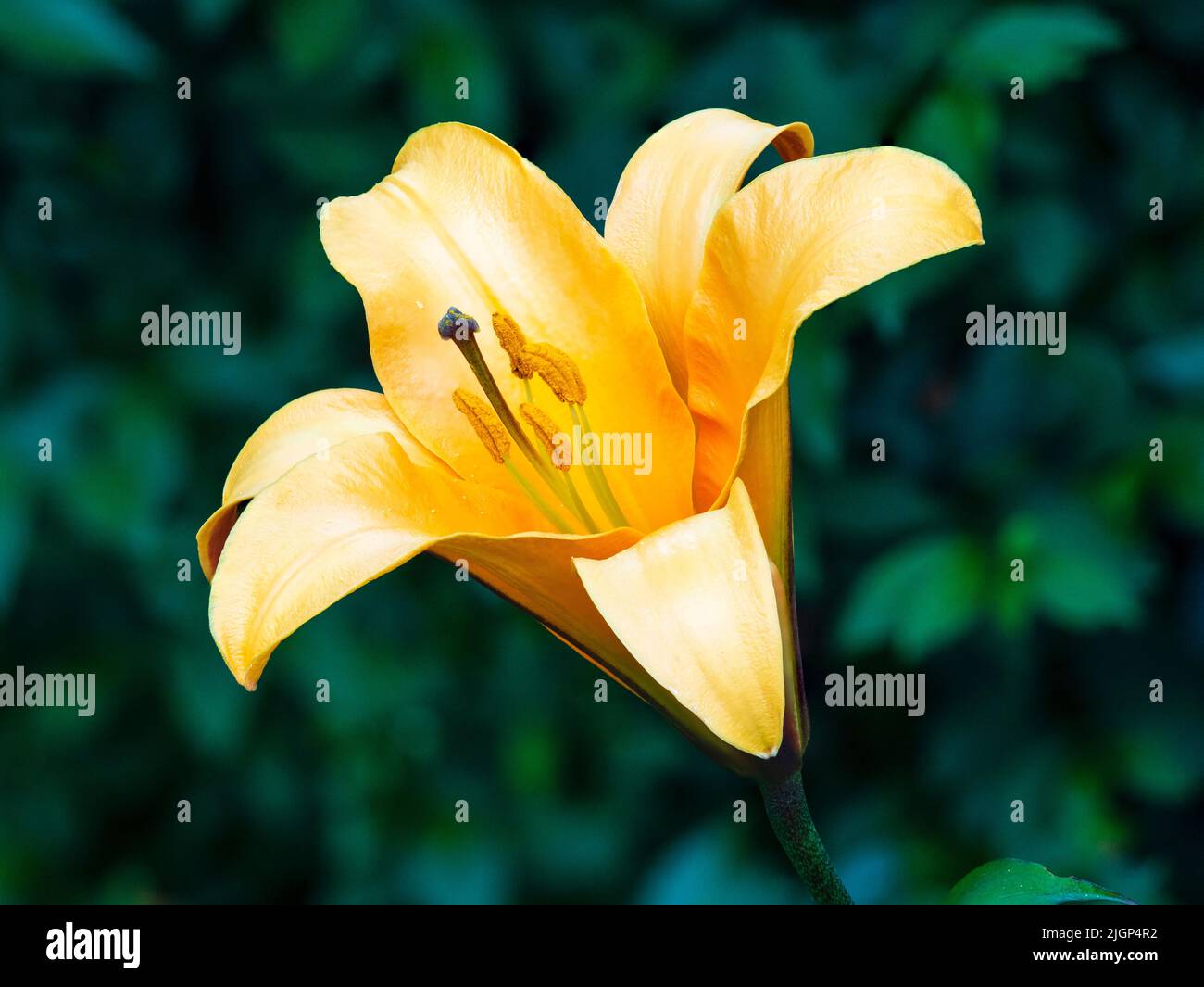 Gros plan de la floraison estivale du nénuphar robuste de la trompette, Lilium 'African Queen' Banque D'Images