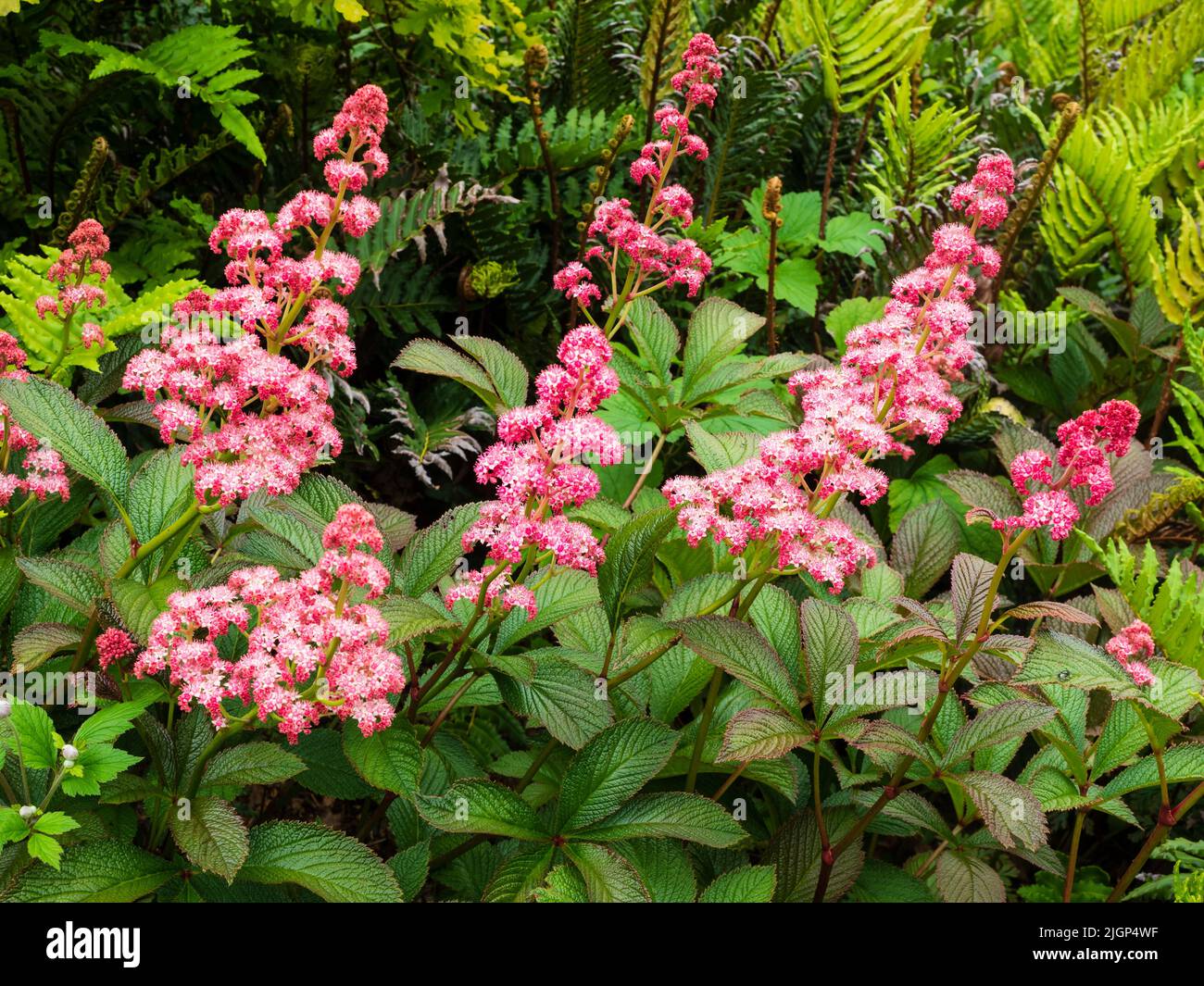 Têtes de fleurs froies de petites fleurs roses en été floraison, vivace à feuilles foncées, Rodgersia pinnata 'Chocolate Wing' Banque D'Images