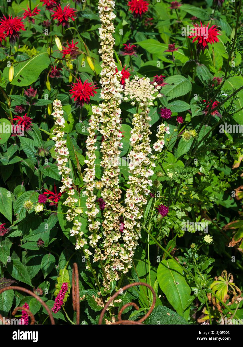 Pointes verticales de la forme blanche centrée rouge-violet de l'ortie vivace, paliveron figé, Verbascum chaixii 'Album' Banque D'Images