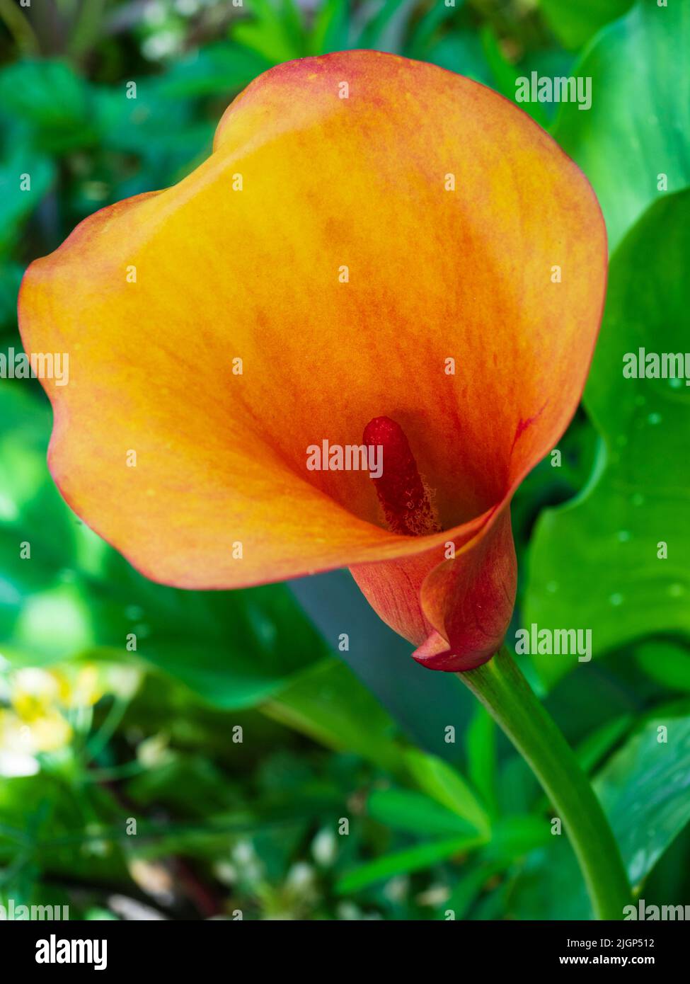 Fleur d'arum orange de la nénuphars à moitié rigide, Zantedeschia elliottiana 'Treasure' Banque D'Images