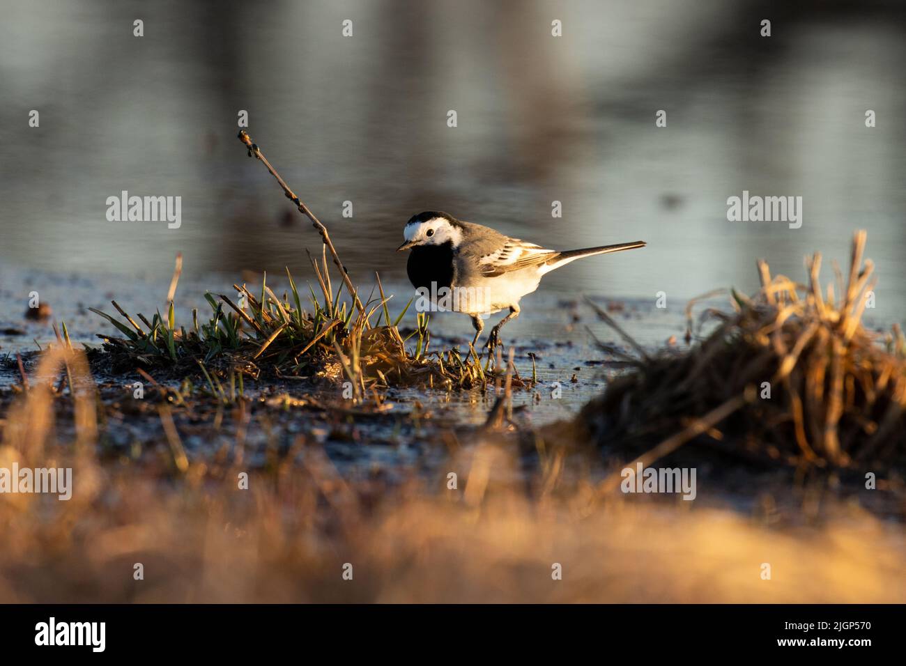 Gros plan d'un adorable wagon blanc qui marche dans l'eau pendant une belle soirée de printemps Banque D'Images