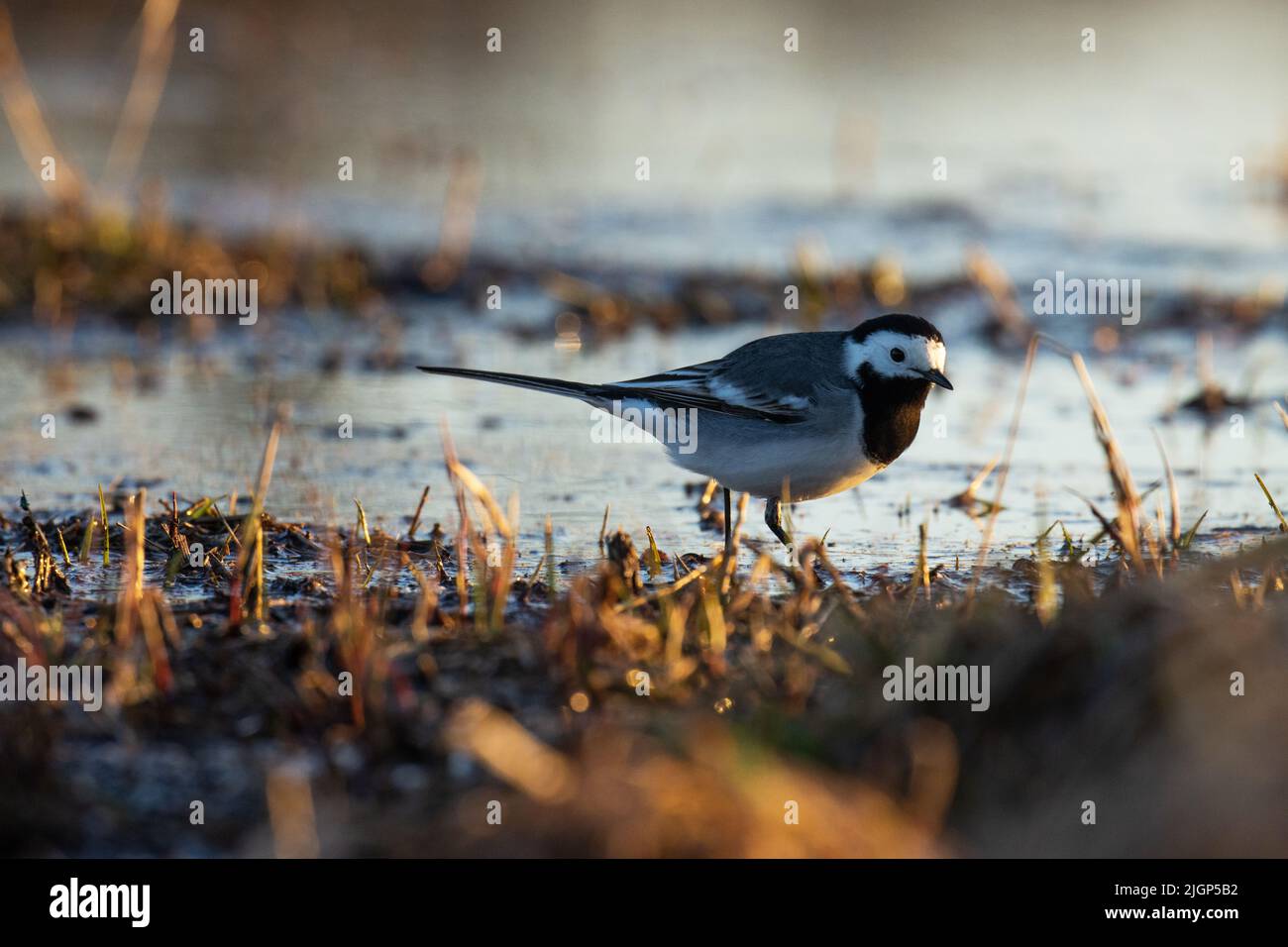 Gros plan d'un adorable wagon blanc qui marche dans l'eau pendant une belle soirée de printemps Banque D'Images