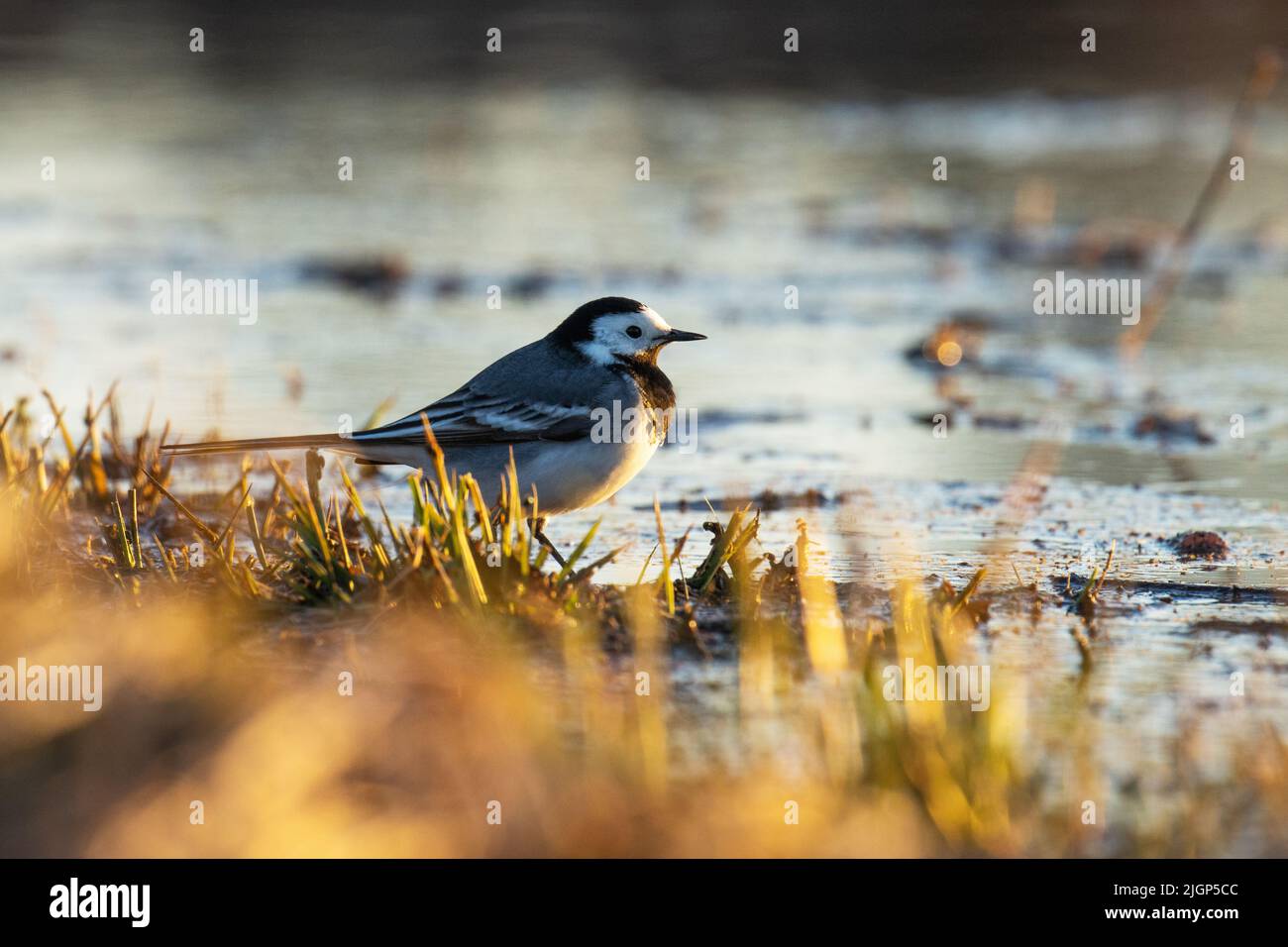 Gros plan d'un adorable wagon blanc qui marche dans l'eau pendant une belle soirée de printemps Banque D'Images