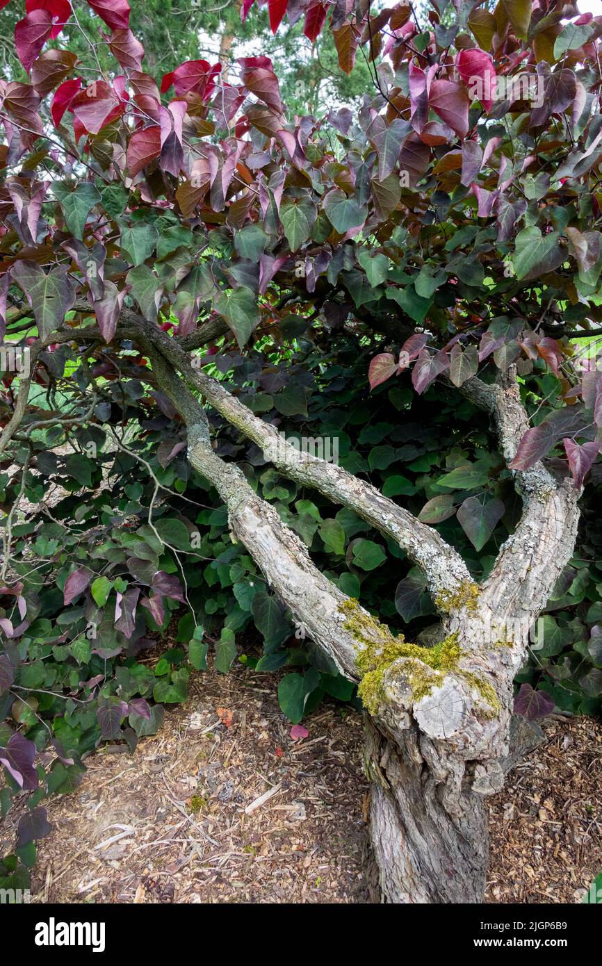 Cerci 'Forest Pansy' arbre Redbud tronc Banque D'Images