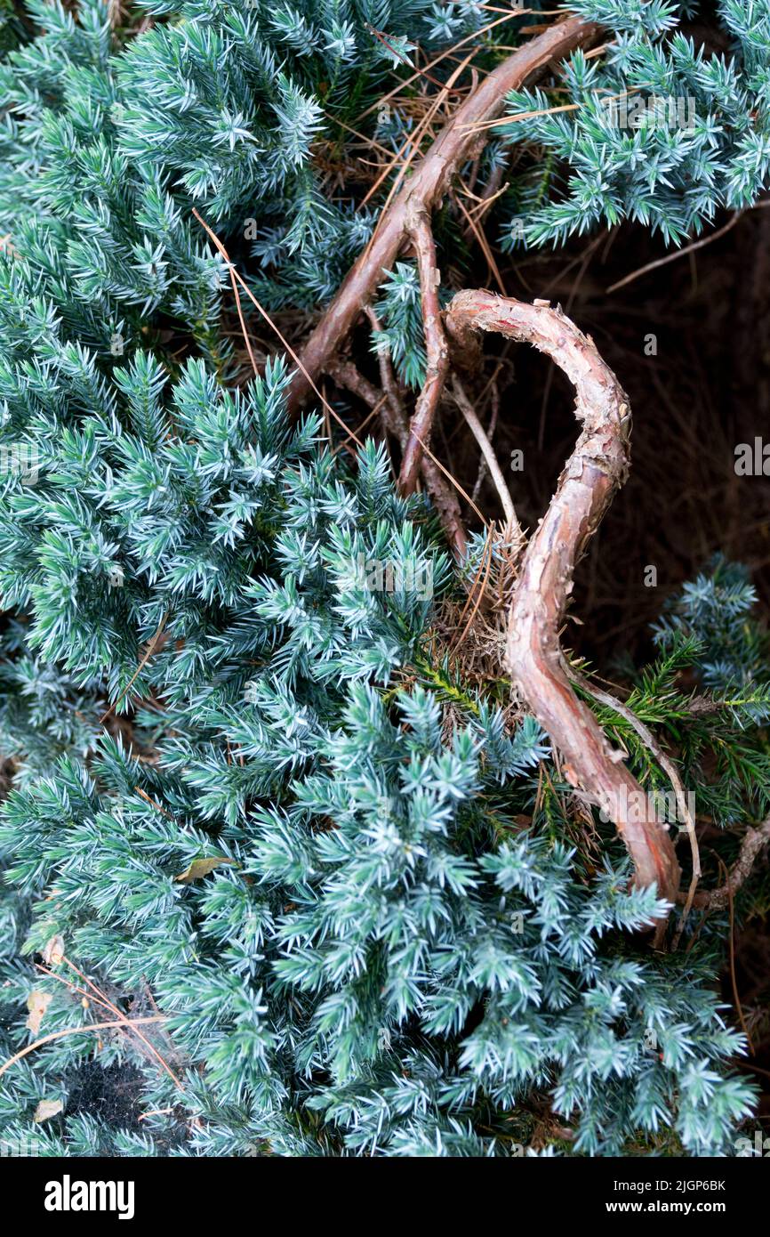 Juniperus squamata 'Blue Star' magnifique plante couchée de genévrier Banque D'Images