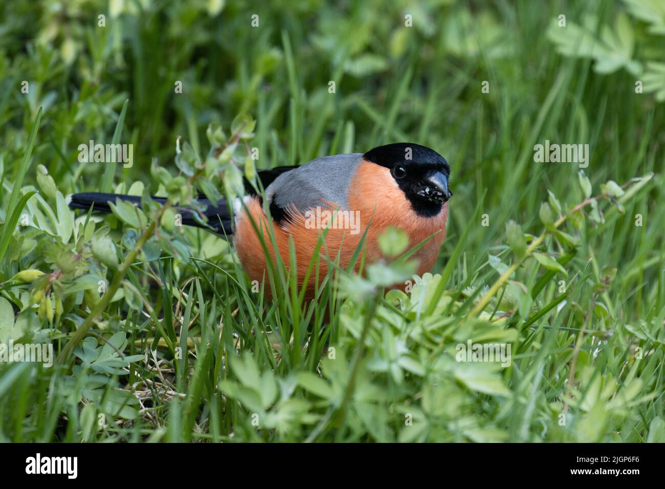 Bullfinch eurasien mâle, Pyrrhula pyrrhula mangeant des parties de plantes fraîches dans un jardin européen luxuriant pendant un jour de printemps en mai Banque D'Images