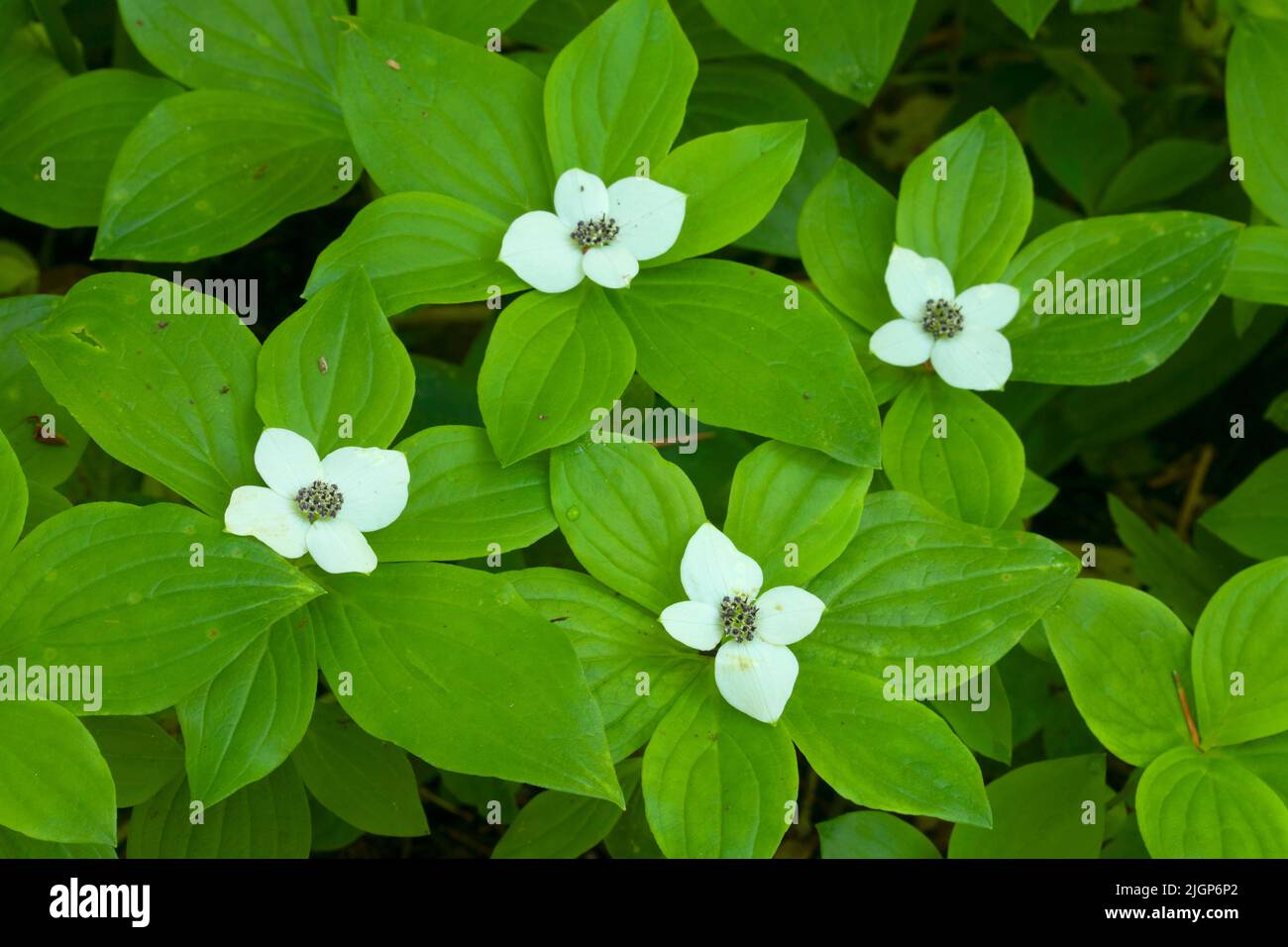 La baie de Bunchberry (Cornus canadensis) en pleine floraison le long du sentier Erma Bell Lakes Trail, Willamette National Forest, Three Sisters Wilderness, Oregon Banque D'Images