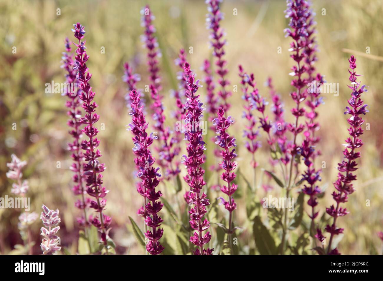 Salvia nemorosa. Sauge. Fleurs violettes de la myes des Balkans. Plante herbacée médicinale de sauge des bois ou de sauge sauvage Banque D'Images