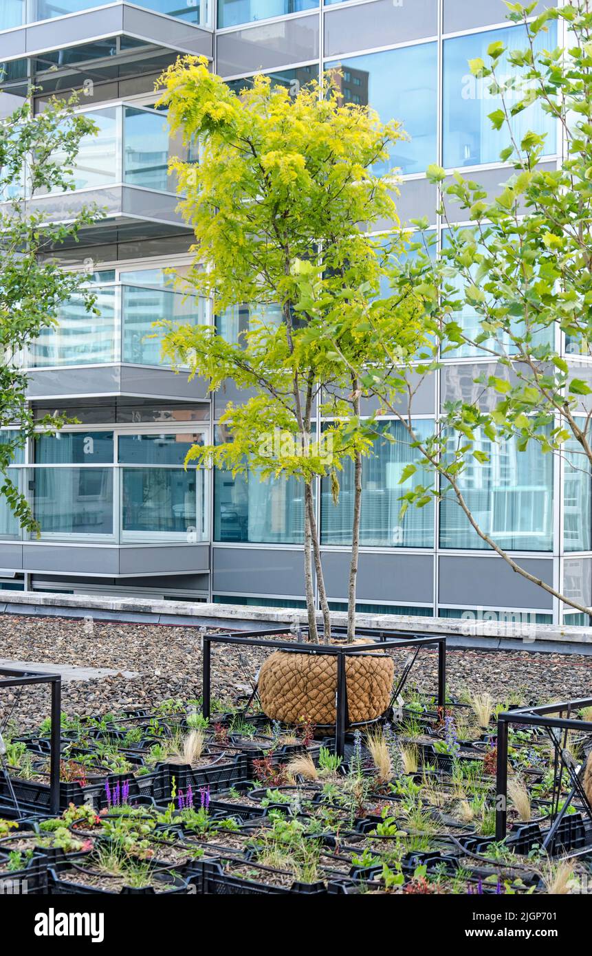 Rotterdam, pays-Bas, 2 juin 2022 : petit arbre poussant dans un grand sac rempli de terre sur un toit urbain avec une façade résidentielle en arrière-plan Banque D'Images