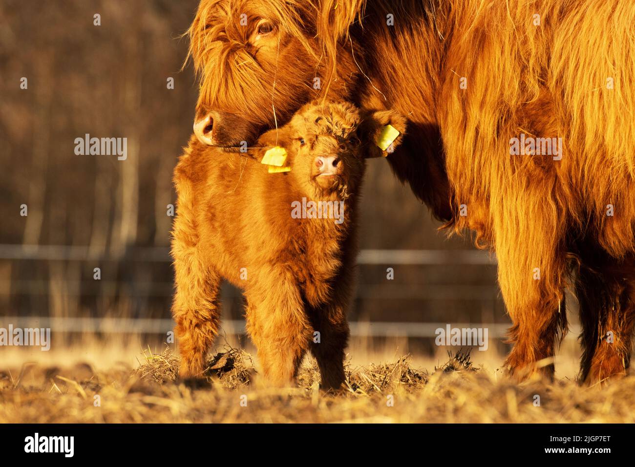 Une grande mère de bovins des Highlands qui s'occupe du veau lors d'une soirée de printemps en Estonie, en Europe du Nord Banque D'Images